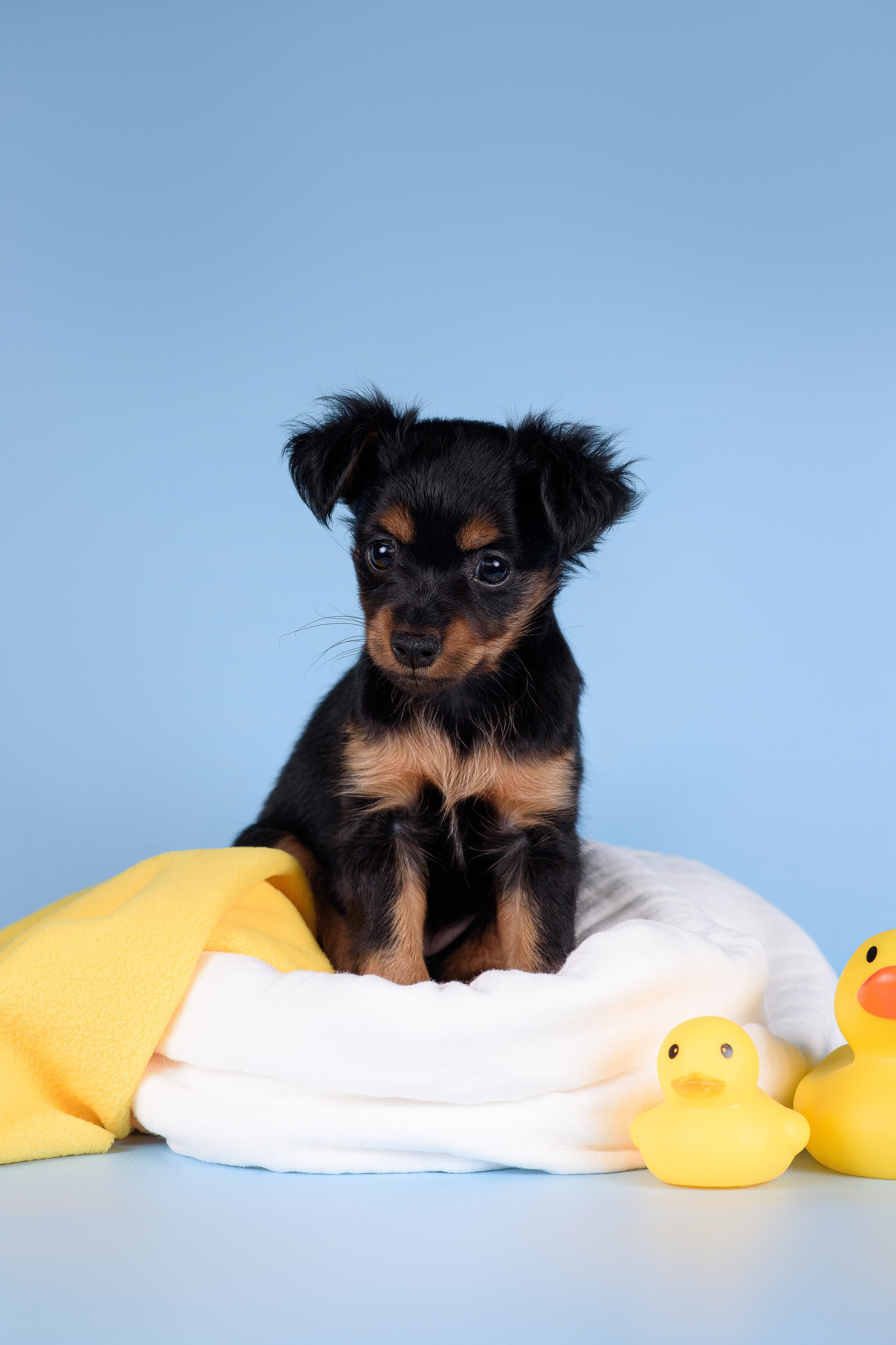 Щенки Пражских крысариков -13.04.2024. Фотограф — Анималист | Анна Абрамова