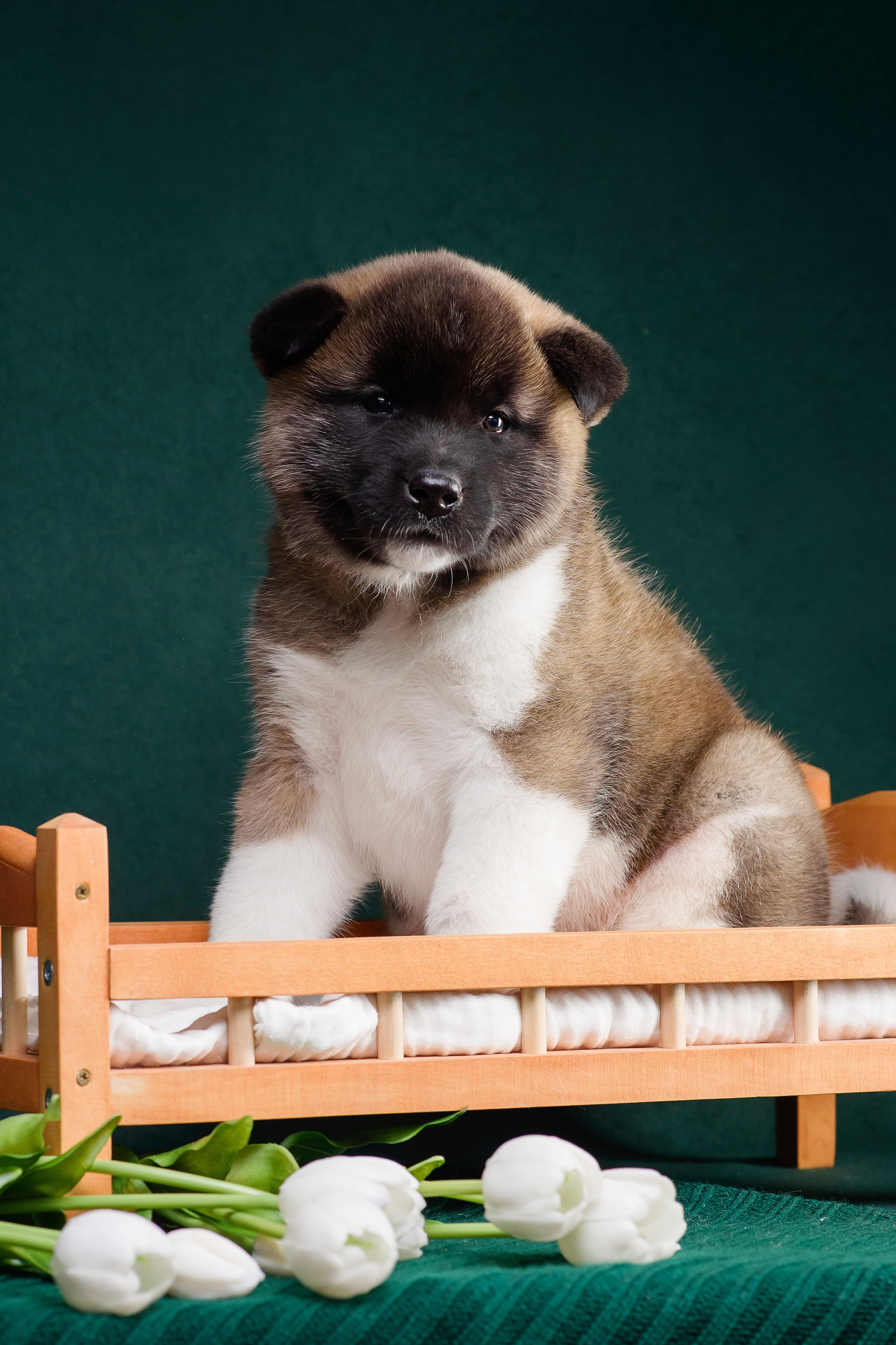 Щенки Американской Акиты. Фотограф — Анималист | Анна Абрамова