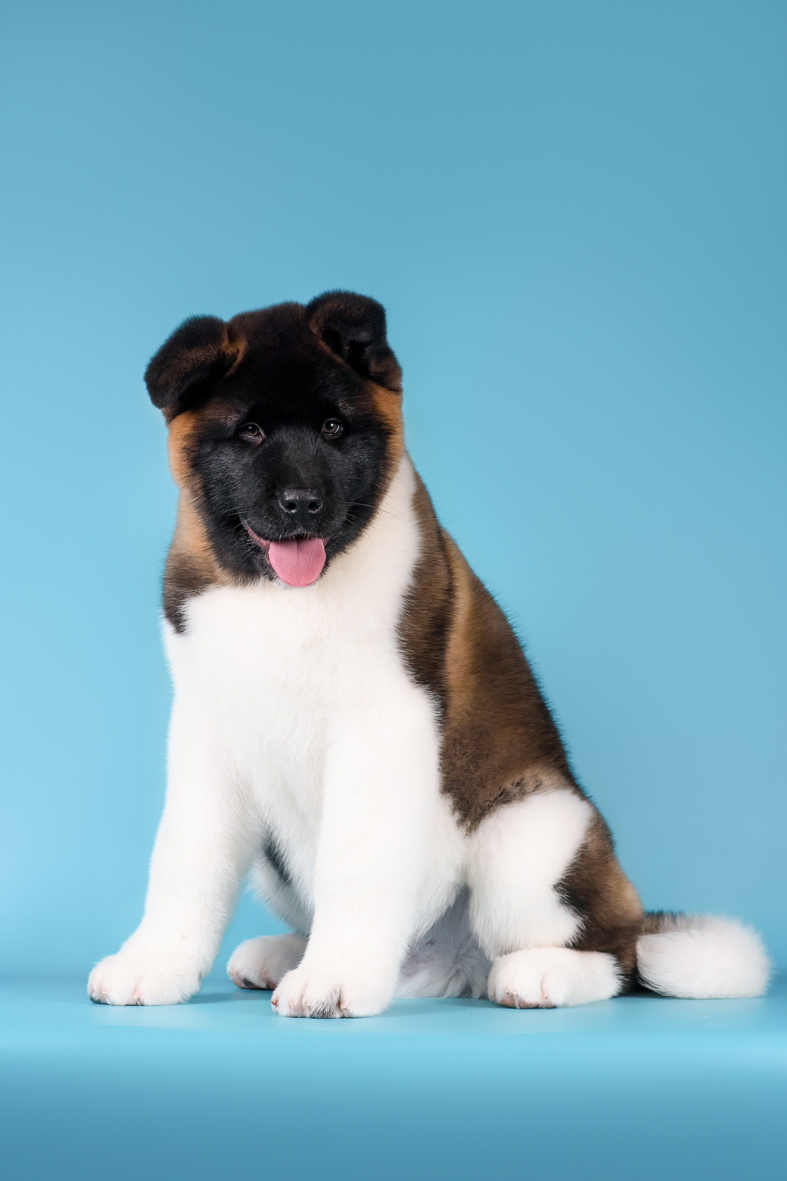 Илон и Оскар — 17.01.2025. Фотограф — Анималист | Анна Абрамова