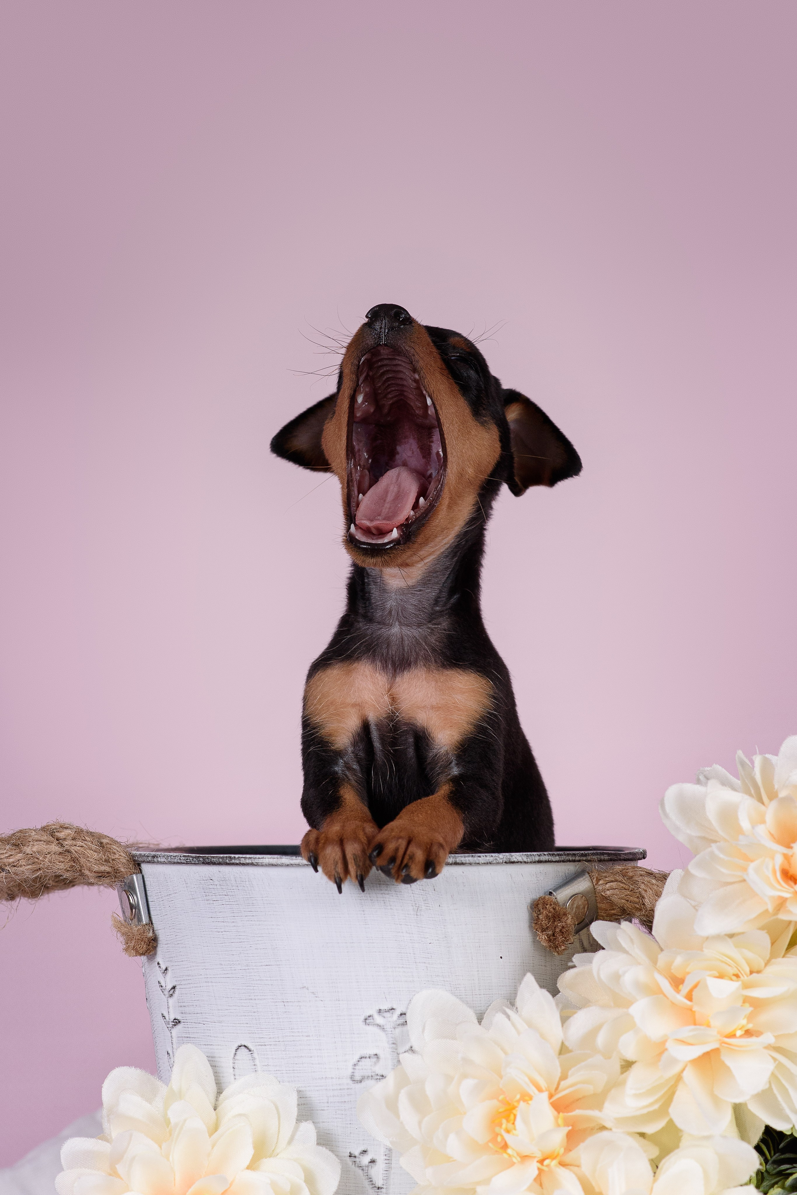 Щенки Пражских крысариков -13.04.2024. Фотограф — Анималист | Анна Абрамова