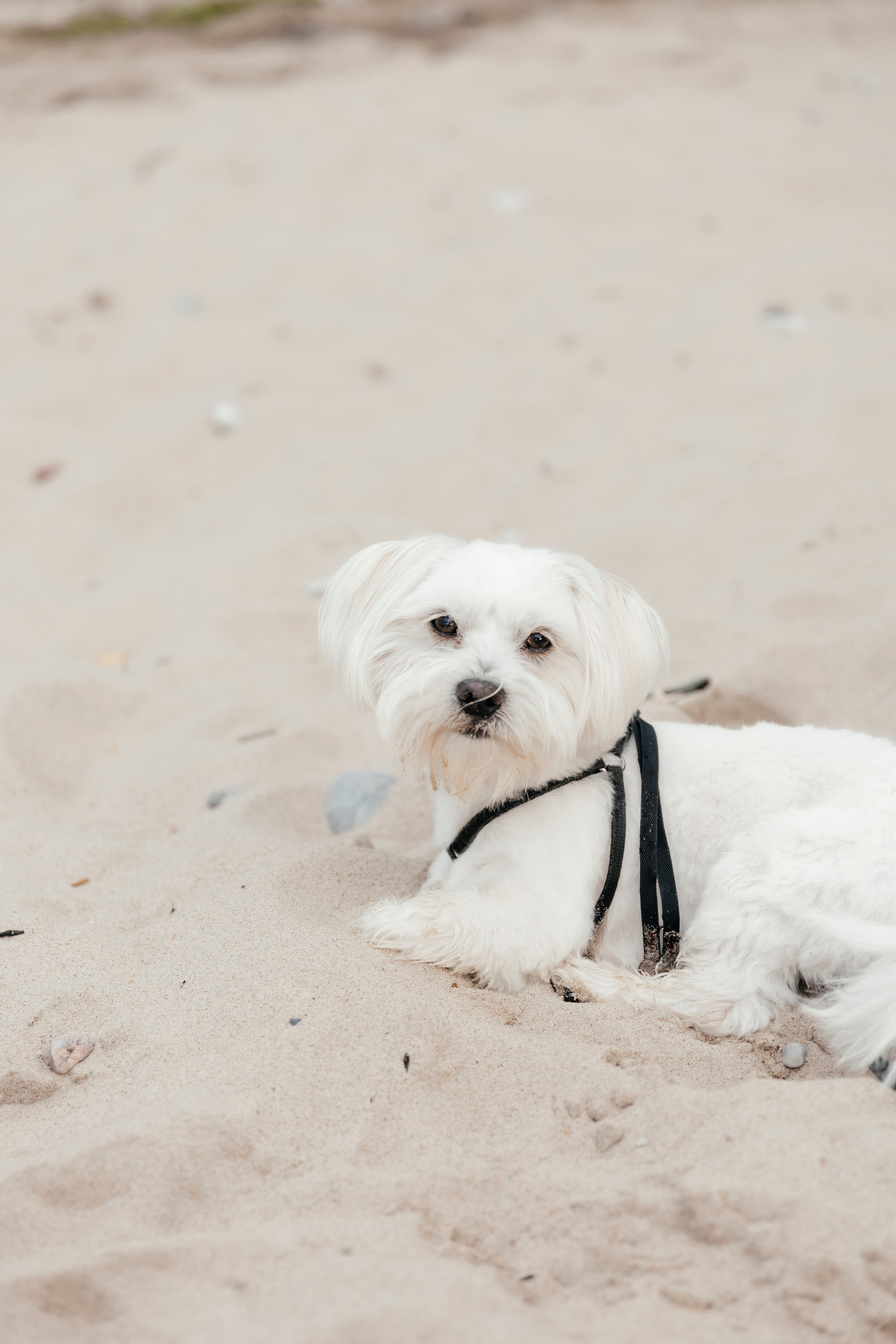 Lena. Свадебный и портретный фотограф в Калининграде Наталия Еник