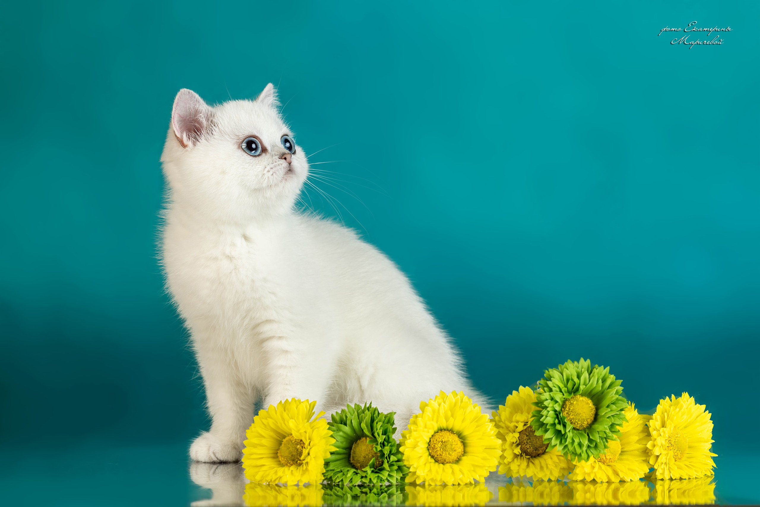 Стендовая съёмка на выставках кошек. Фотограф-анималист в Омске Екатерина Маричева