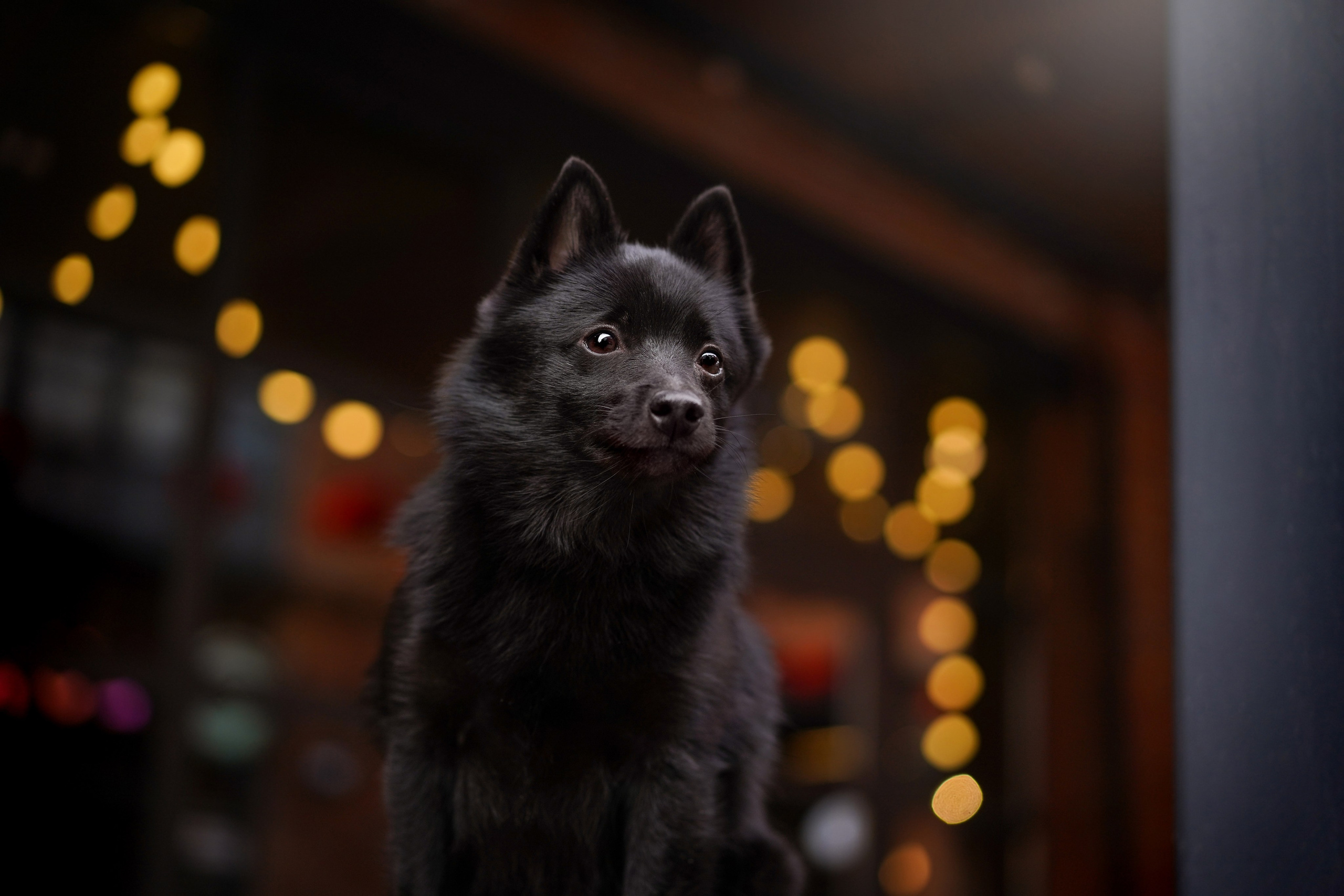 Аня Арчи и Мишель. Фотограф-анималист в Санкт-Петербурге Яна Мартынова