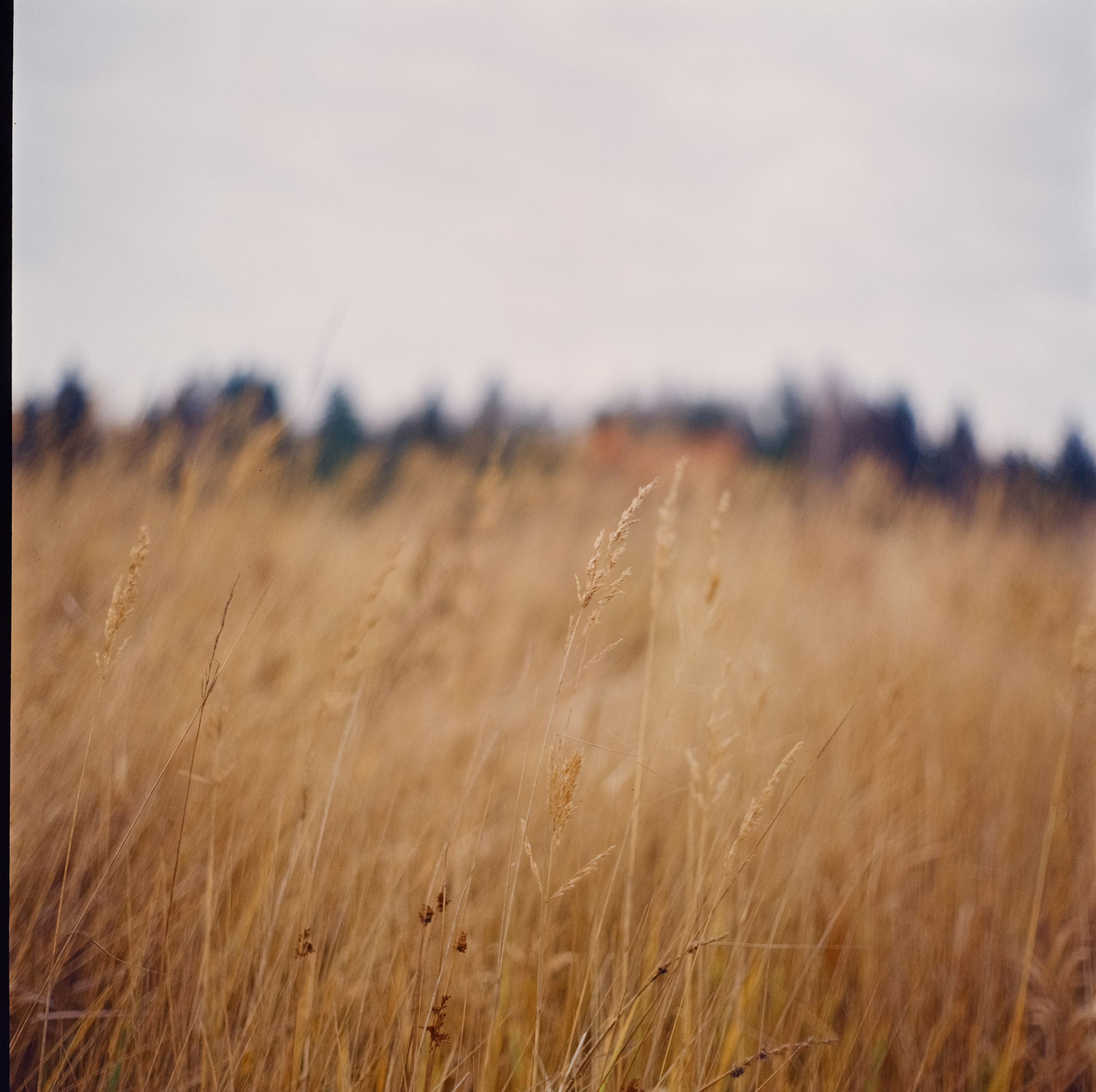 Kowa Six объектив Kowa 85 mm f2.8 пленка Ektachrome E100VS (просрочка