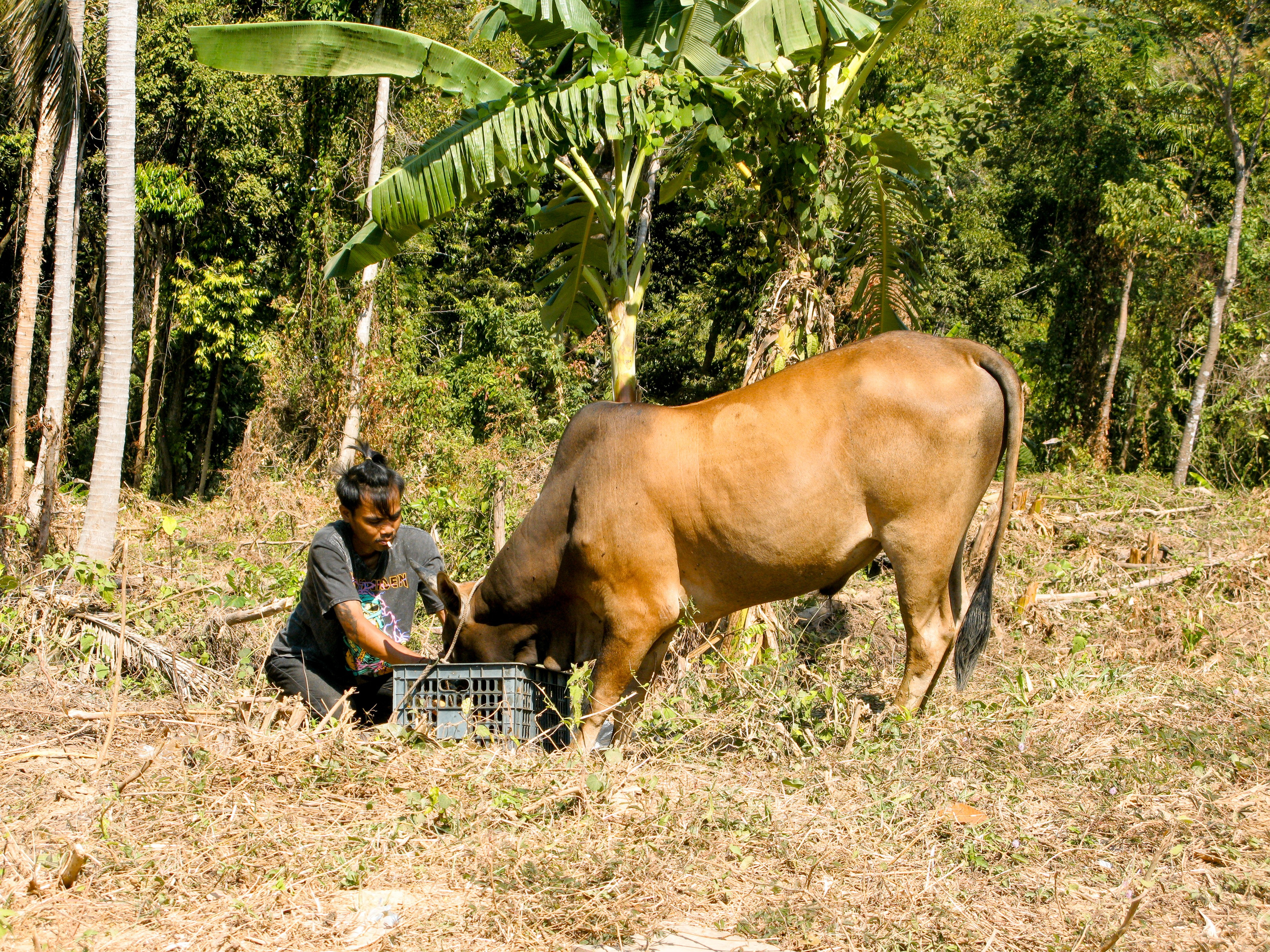 Thai. Фотограф Миланазавр