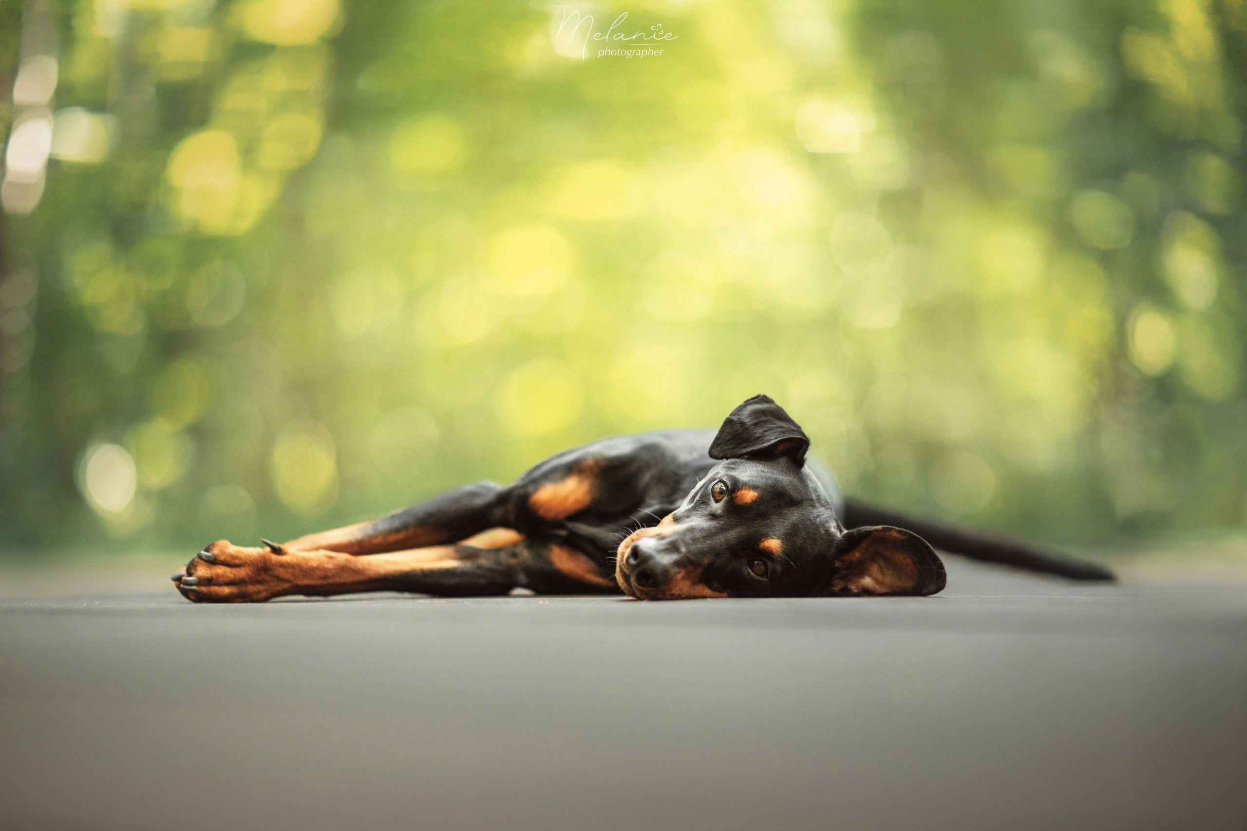 Фотосессия Шерлока. Фотограф-анималист в Москве Дорн Мелани