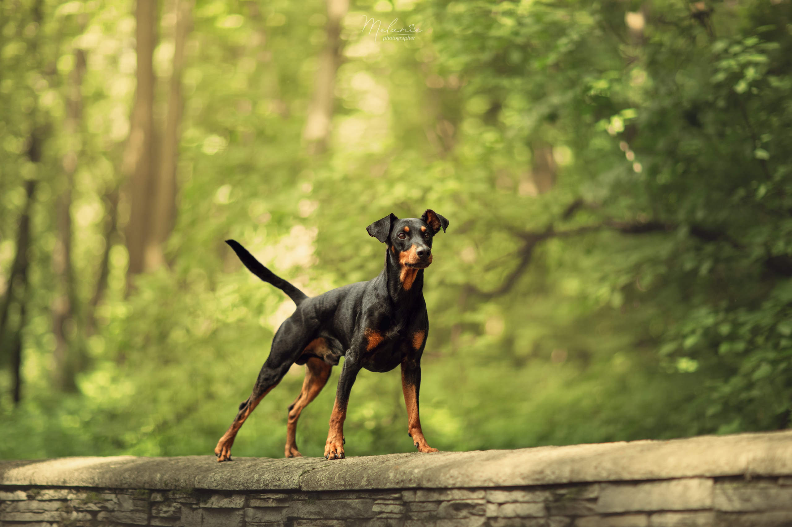 Фотосессия Шерлока. Фотограф-анималист в Москве Дорн Мелани