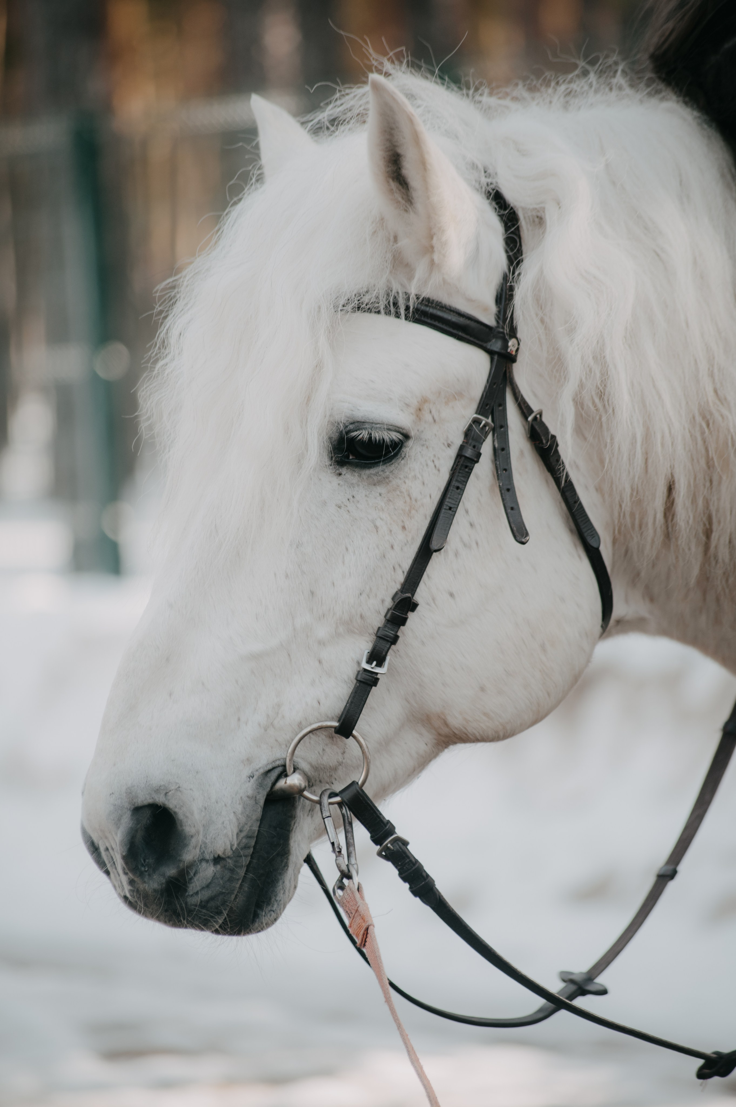 Конюшня. Фотограф новорожденных, семейный, женский фотограф Сургут Юлия Шумкова