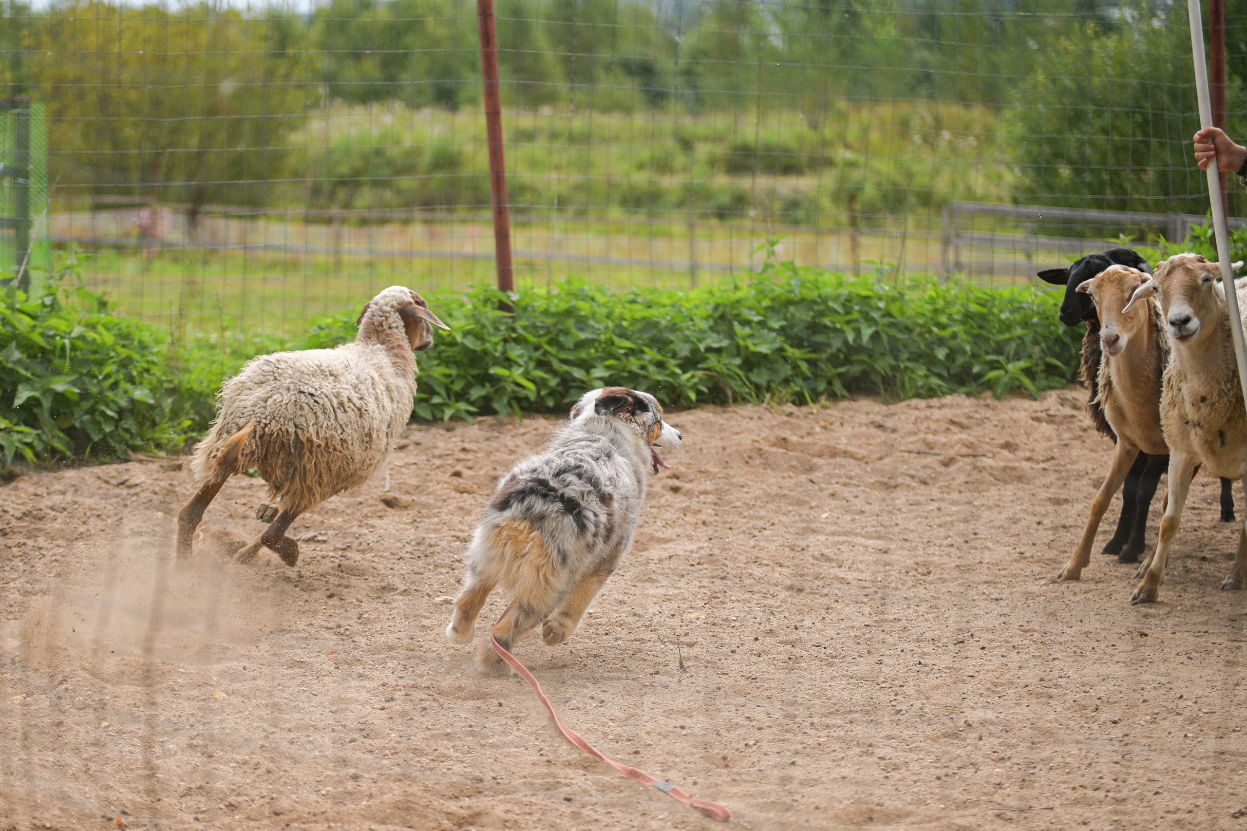 Пастьба собак. Творческий фотограф Вологда