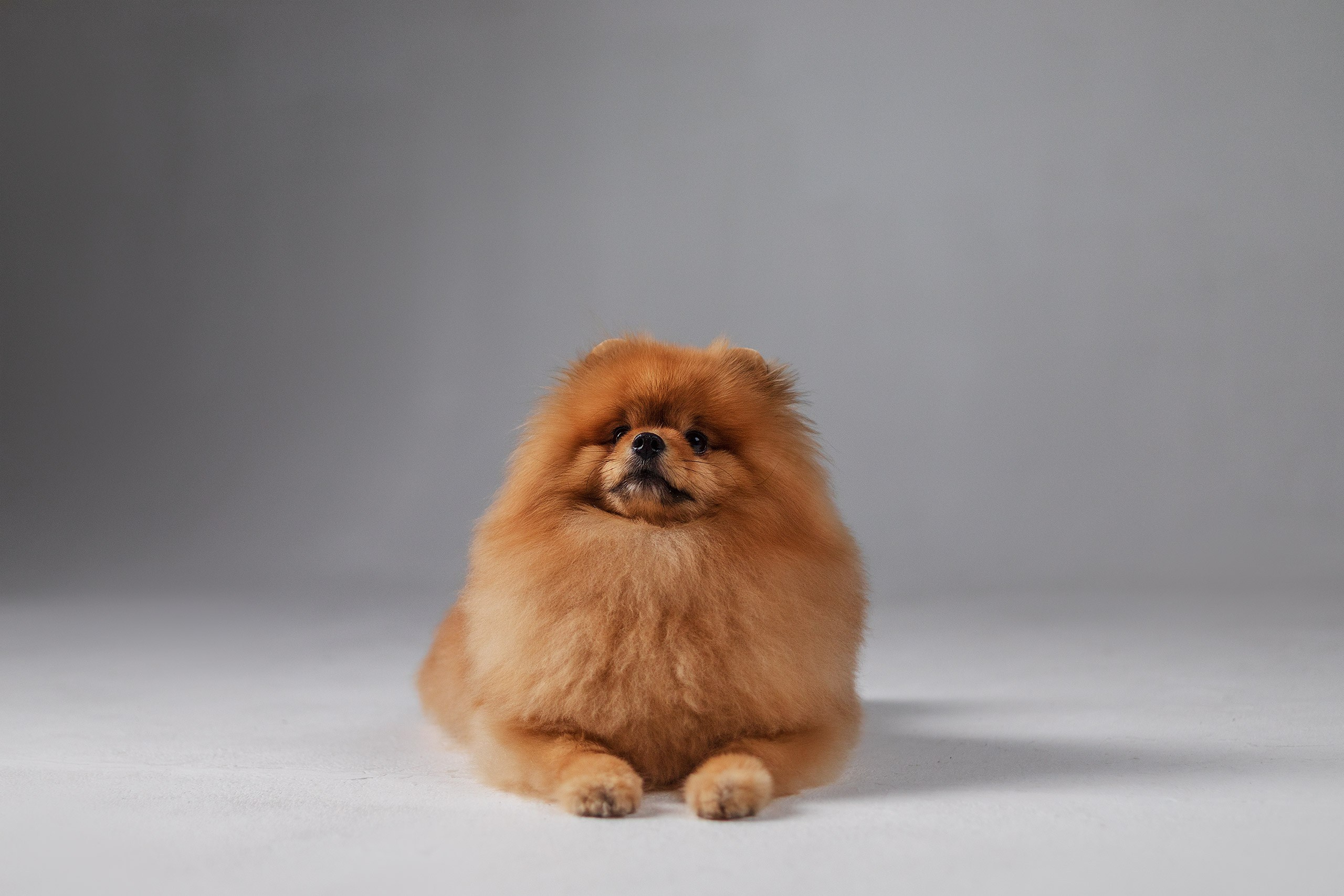 Сафи. Студия. Фотограф анималист Кузнецова Анна Нижний Новгород