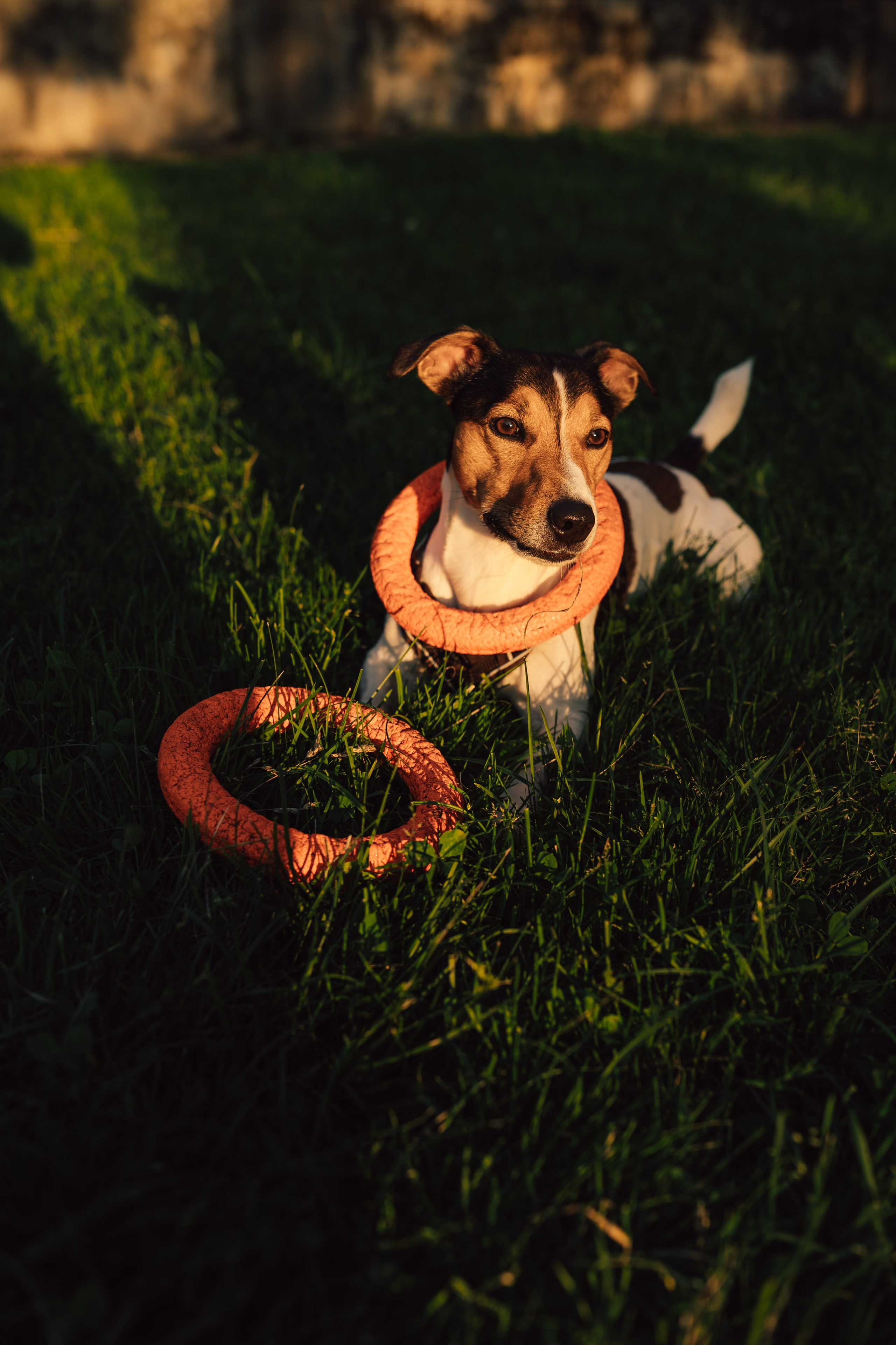 Оля Верхутина и Пипито. Фотограф в Москве Ангелина Ким
