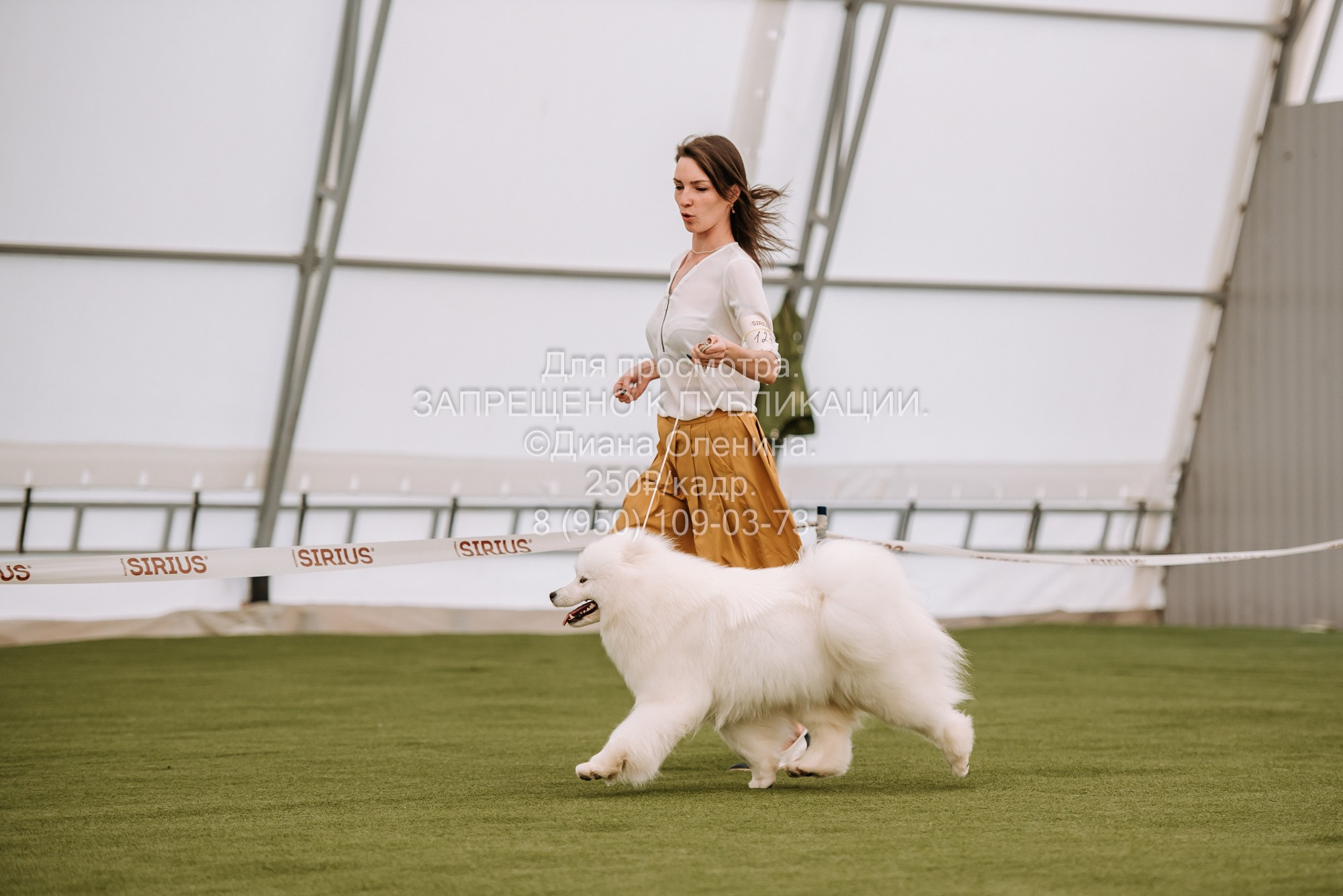Выставка собак Красноярск 2.06. Фотограф Диана Оленина Красноярск / Братск