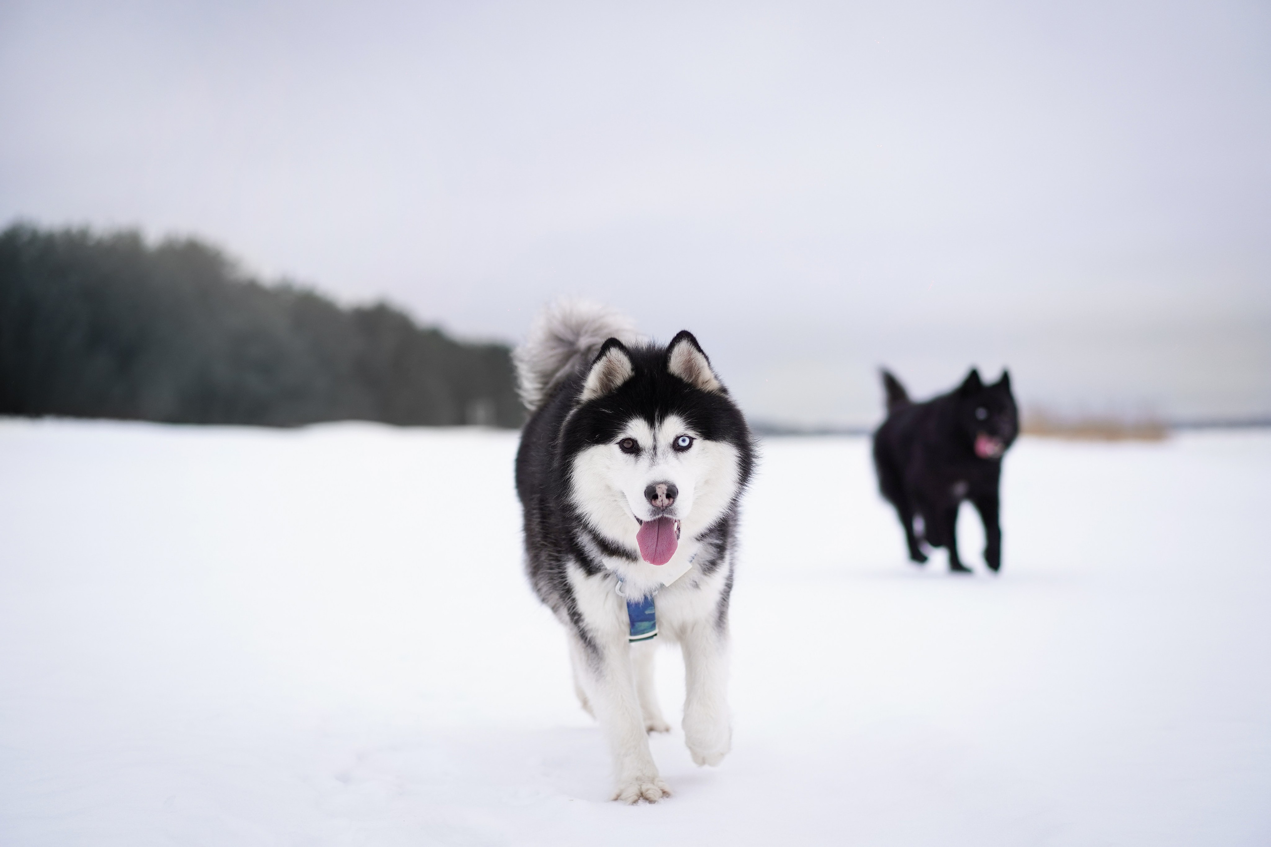 Лора Джанго и Хэппи. Фотограф-анималист в Санкт-Петербурге Яна Мартынова