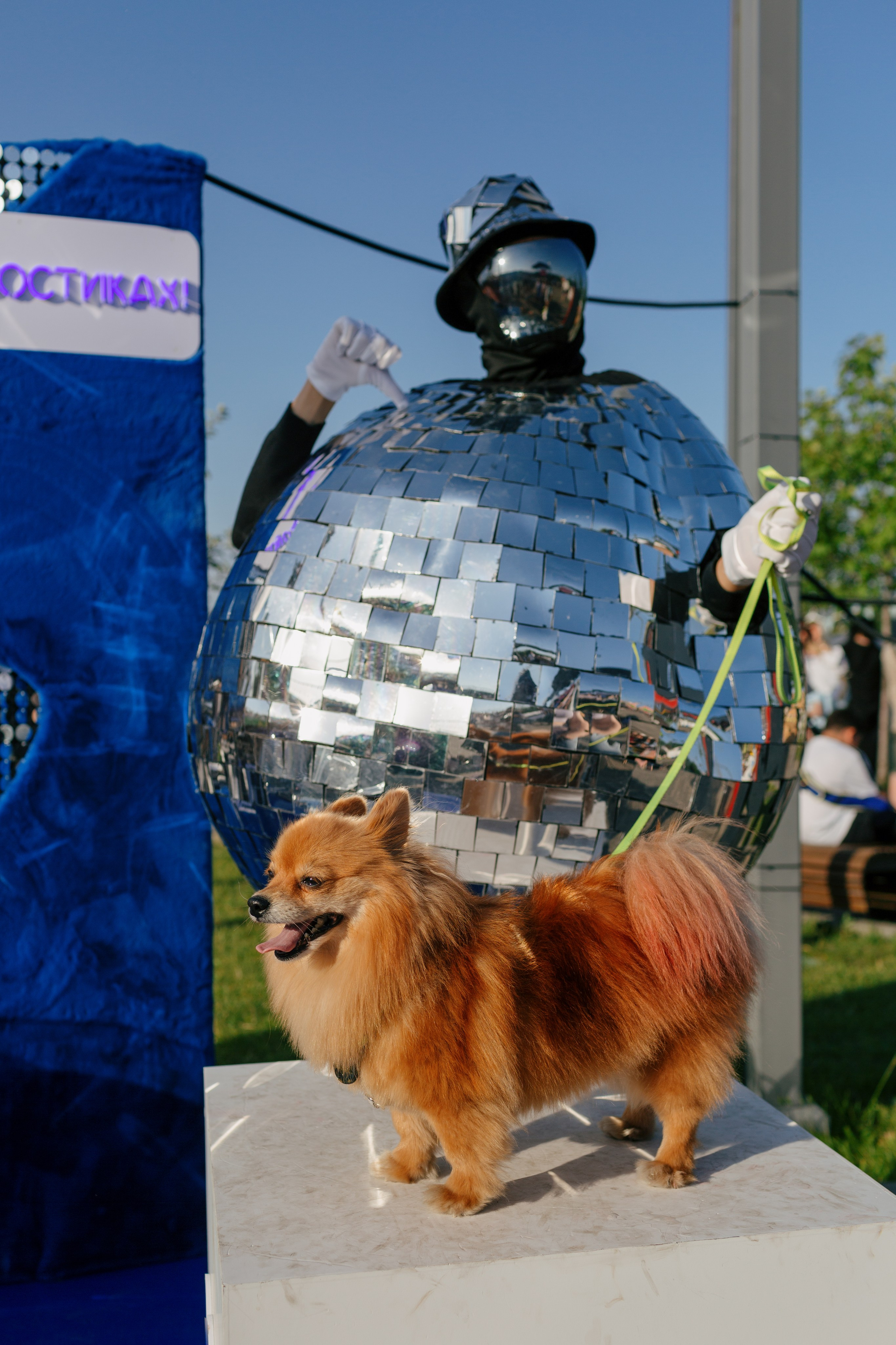 Dog Fest 2024. Главная