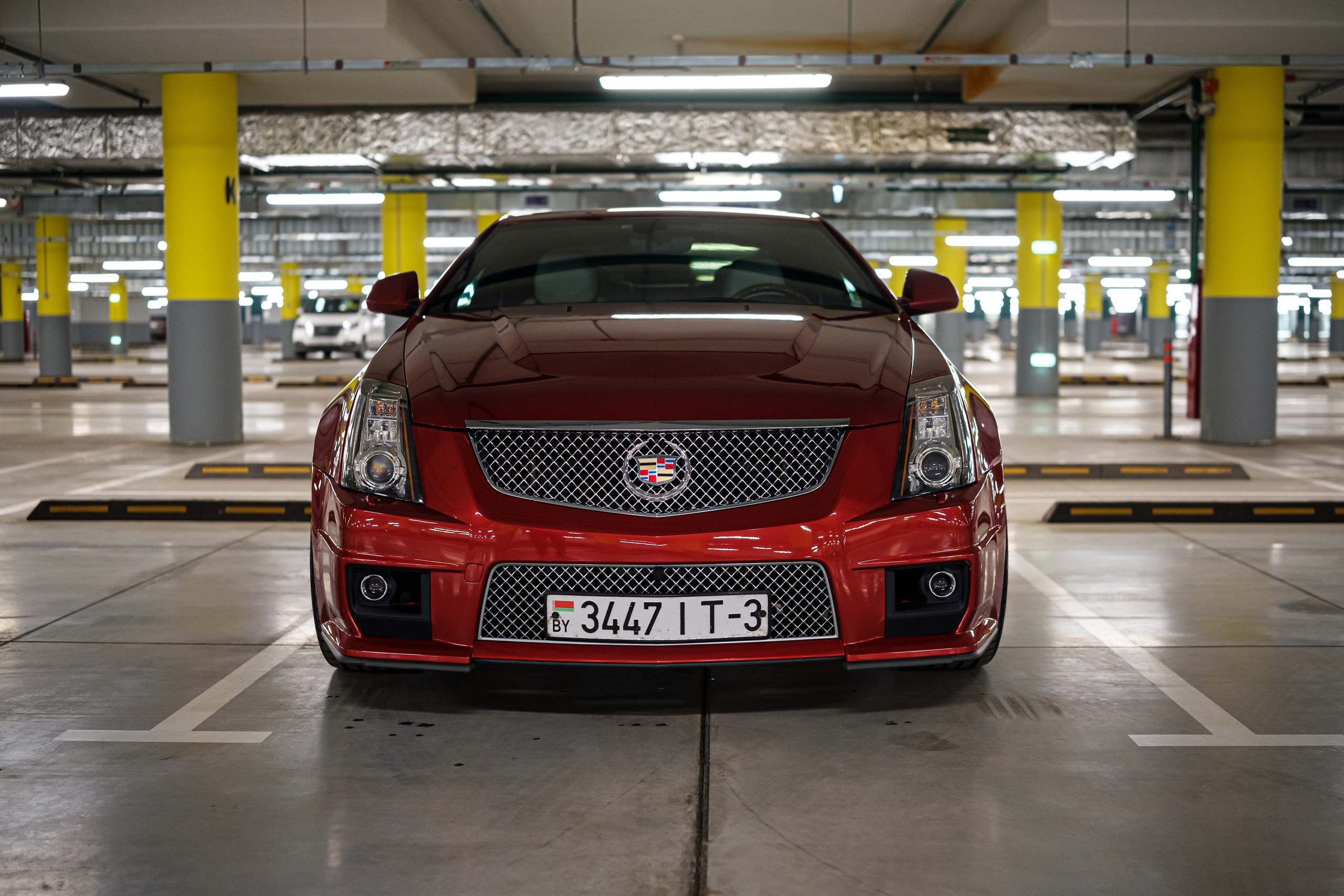 Кэдди. Алексей Никифоров фотограф Москва, Химки