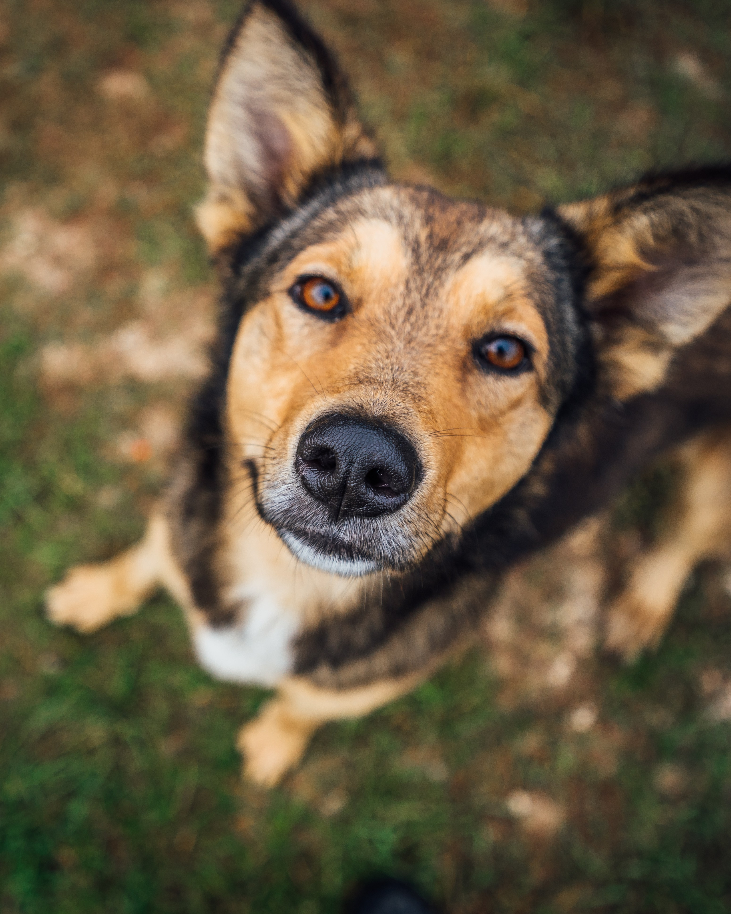 Животные. Репортажный фотограф в Краснодаре Рындин Дмитрий