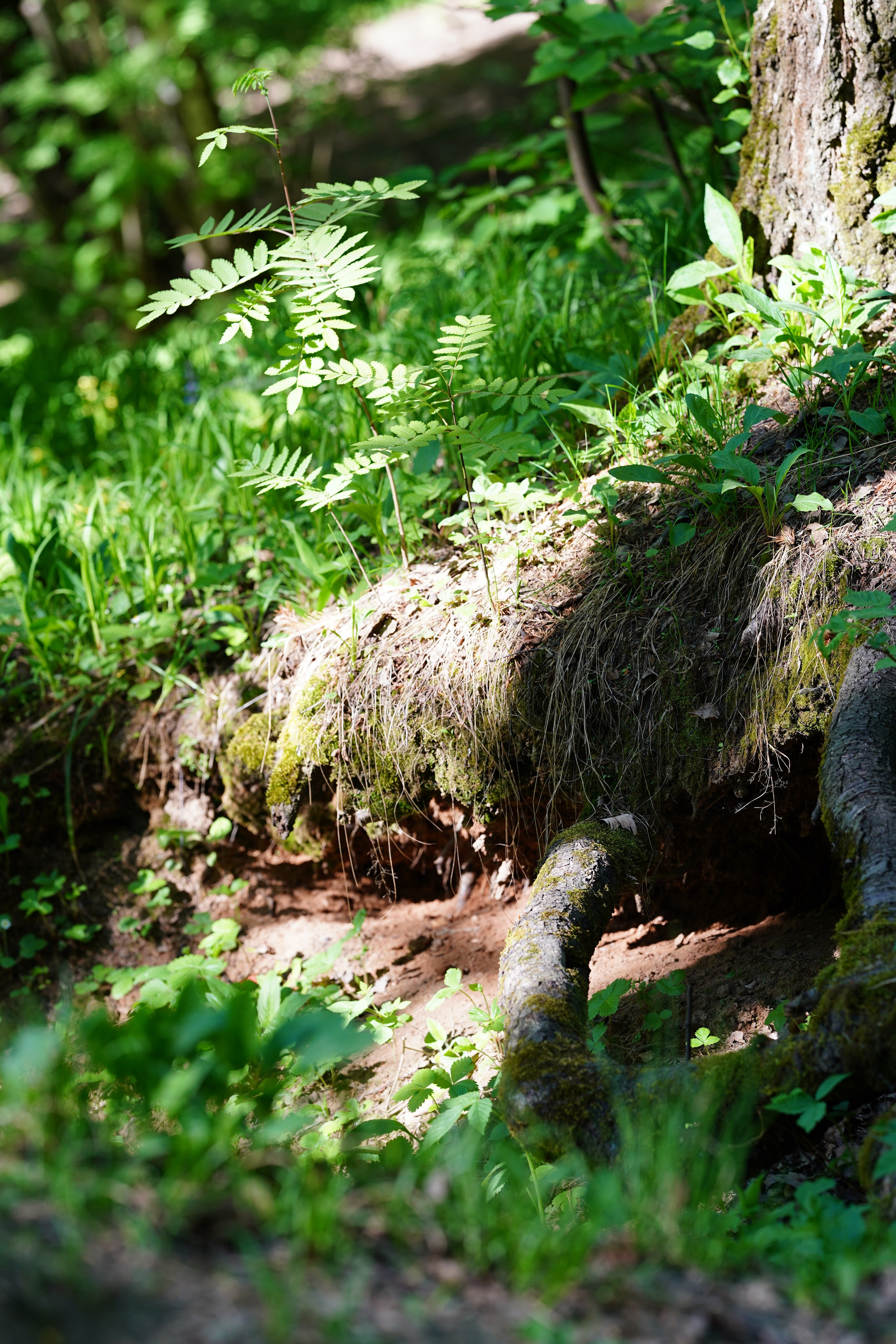Природа. Фотограф в Москве Мария ~Zagagul~