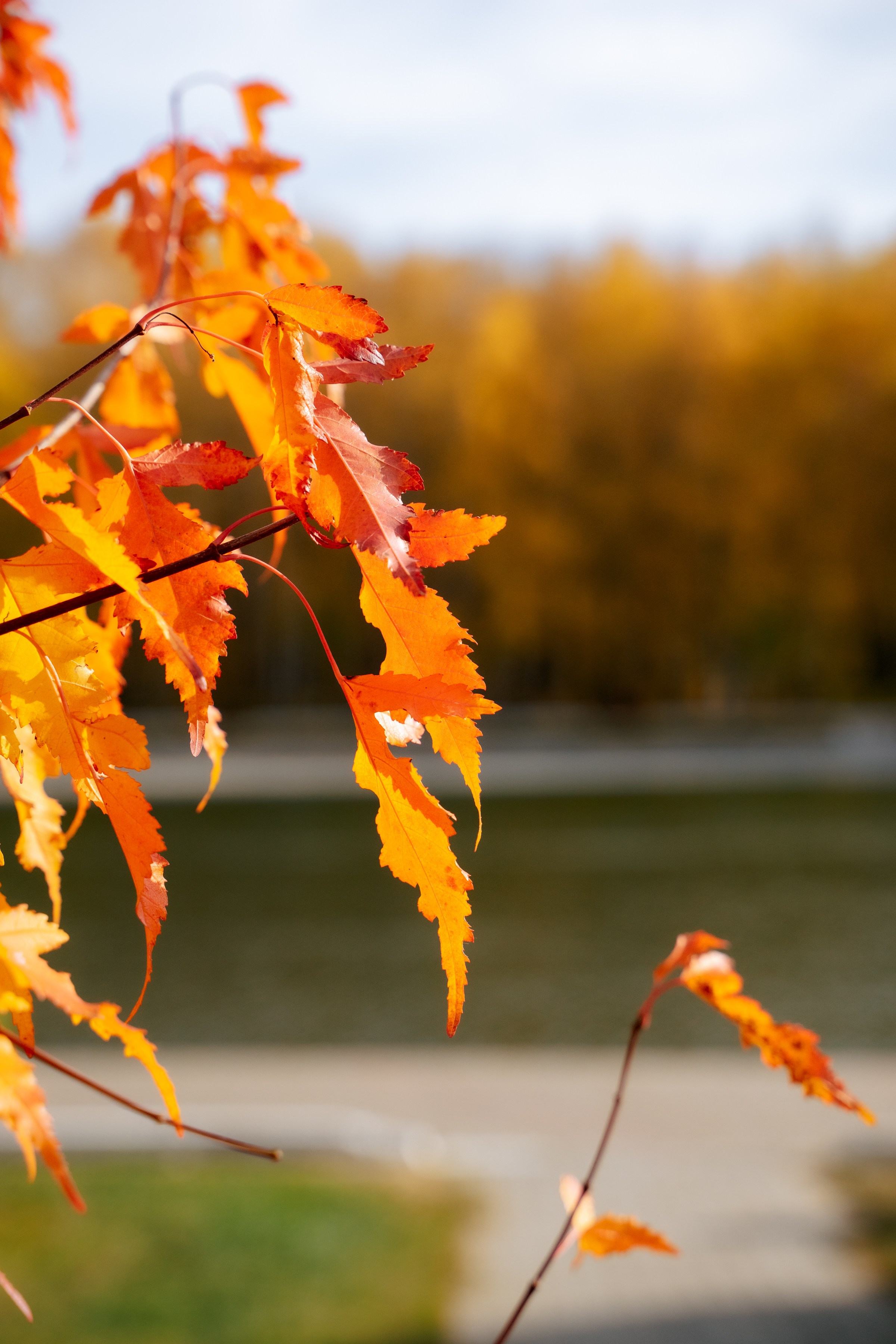 Камиль Алёна и сыновья. Фотограф в Казани Алсу Багабиева