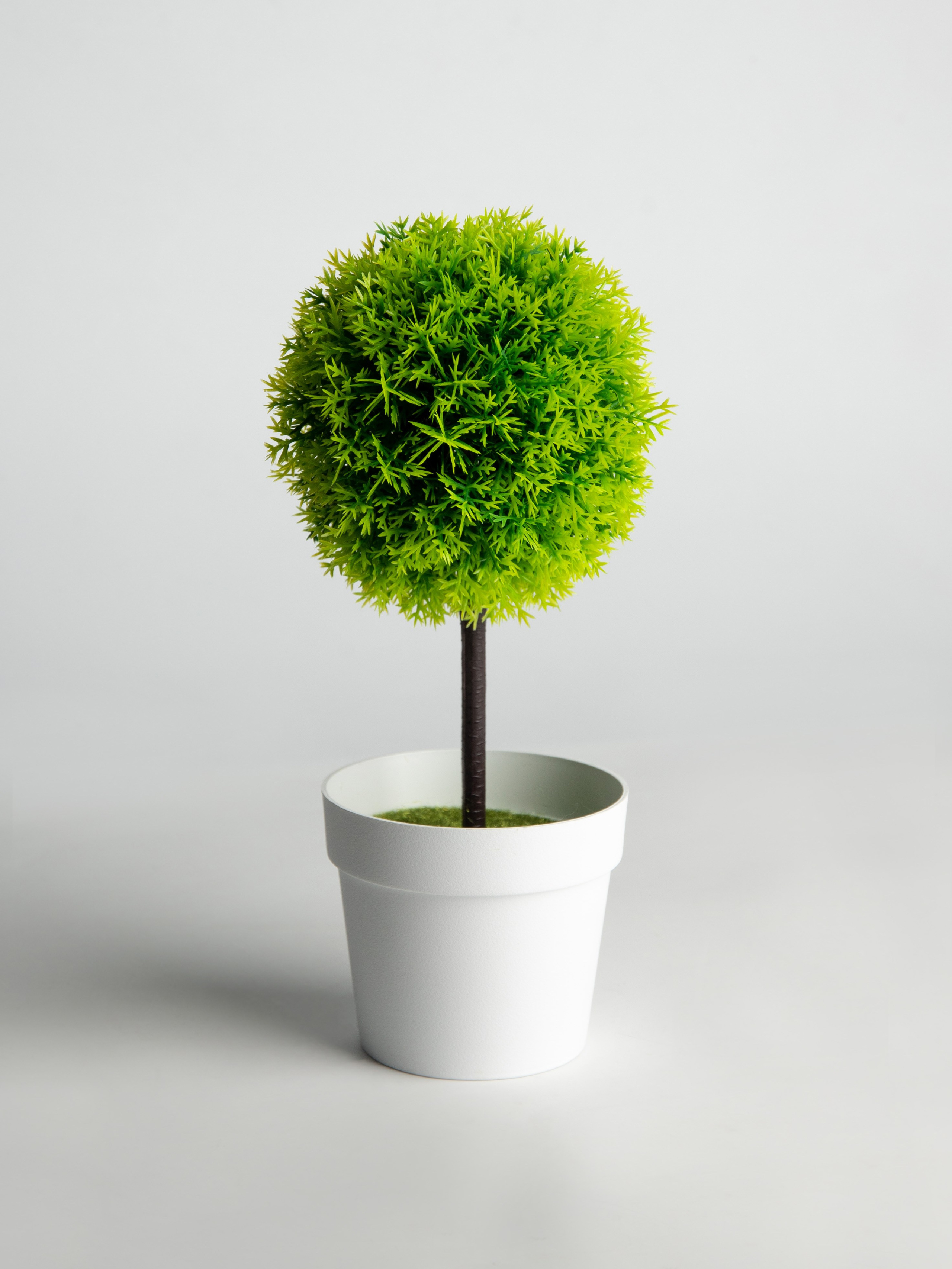 Декоративные деревья. Коммерческий фотограф в Санкт-Петербурге (СПб) Екатерина Панчёха, Панчёшка