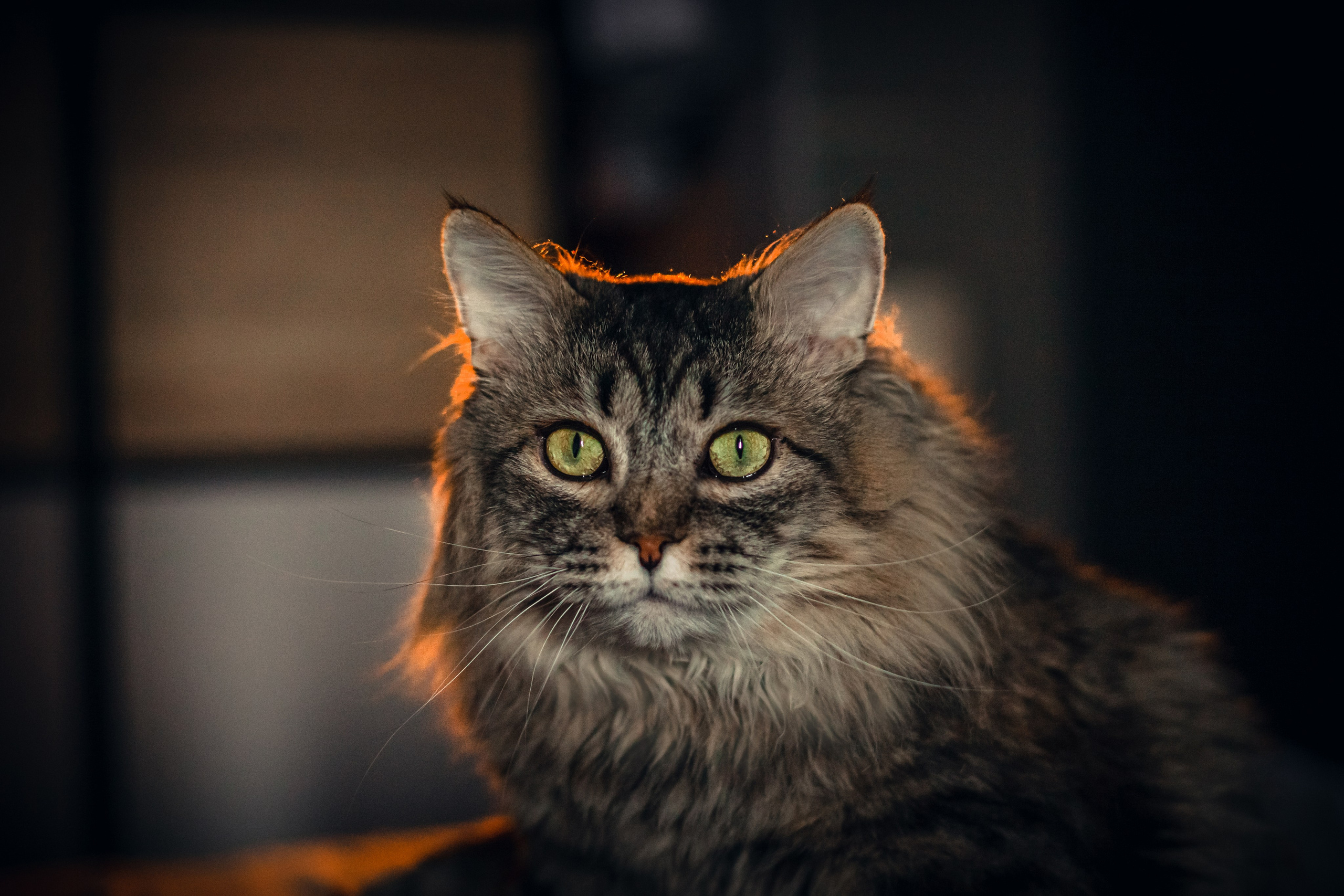 Домашняя фотосессия кота. Фотограф-анималист Татьяна Степанова