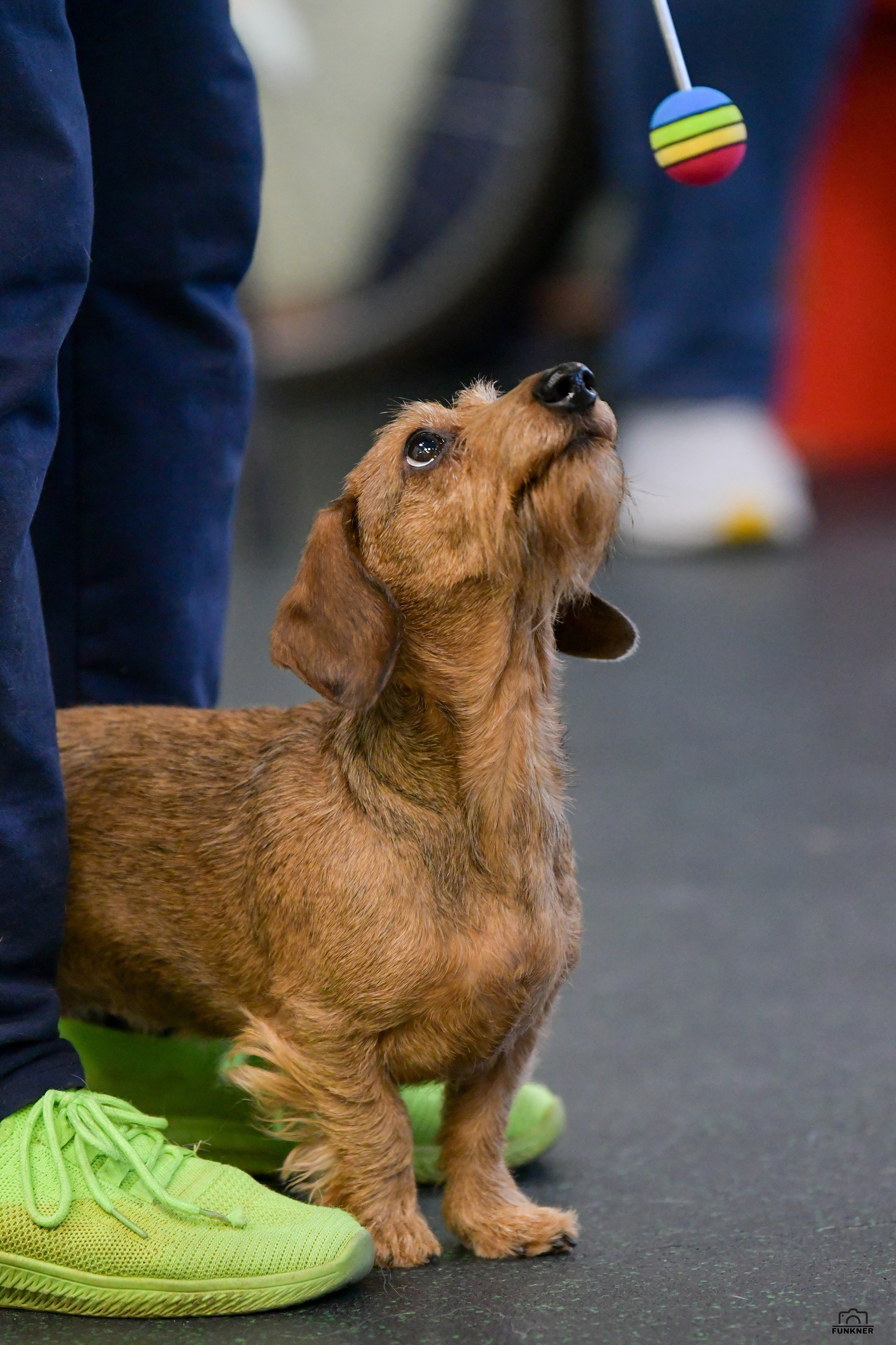 Кинологический клуб «Бодрый хвост». Свой взгляд через объектив