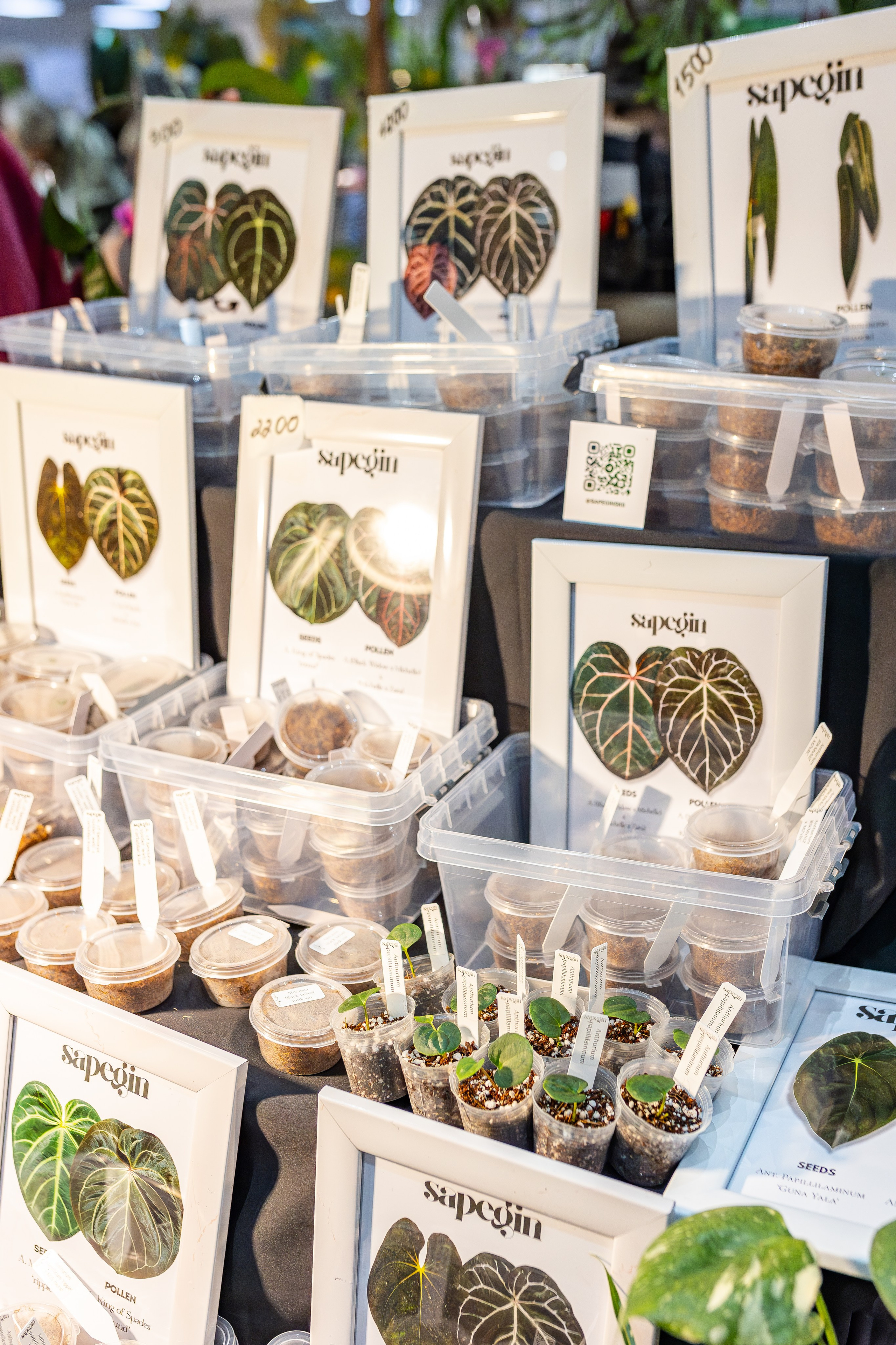 Монстериум апрель 2026. Александра Куликова фотограф, Москва