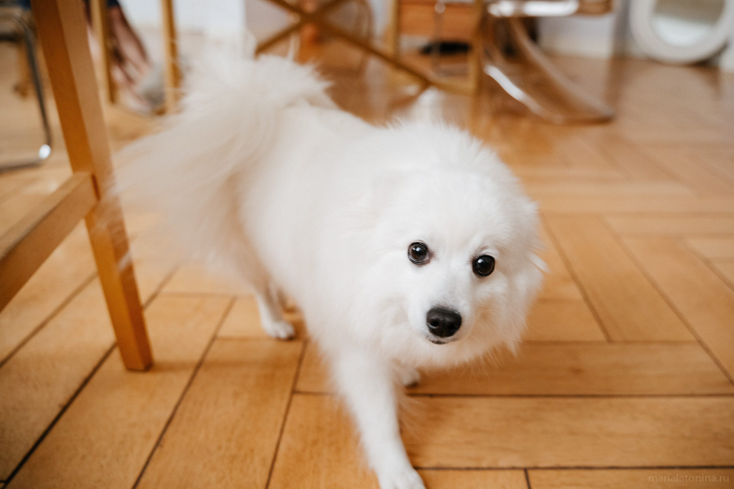 Свадьба зимой в Петербурге