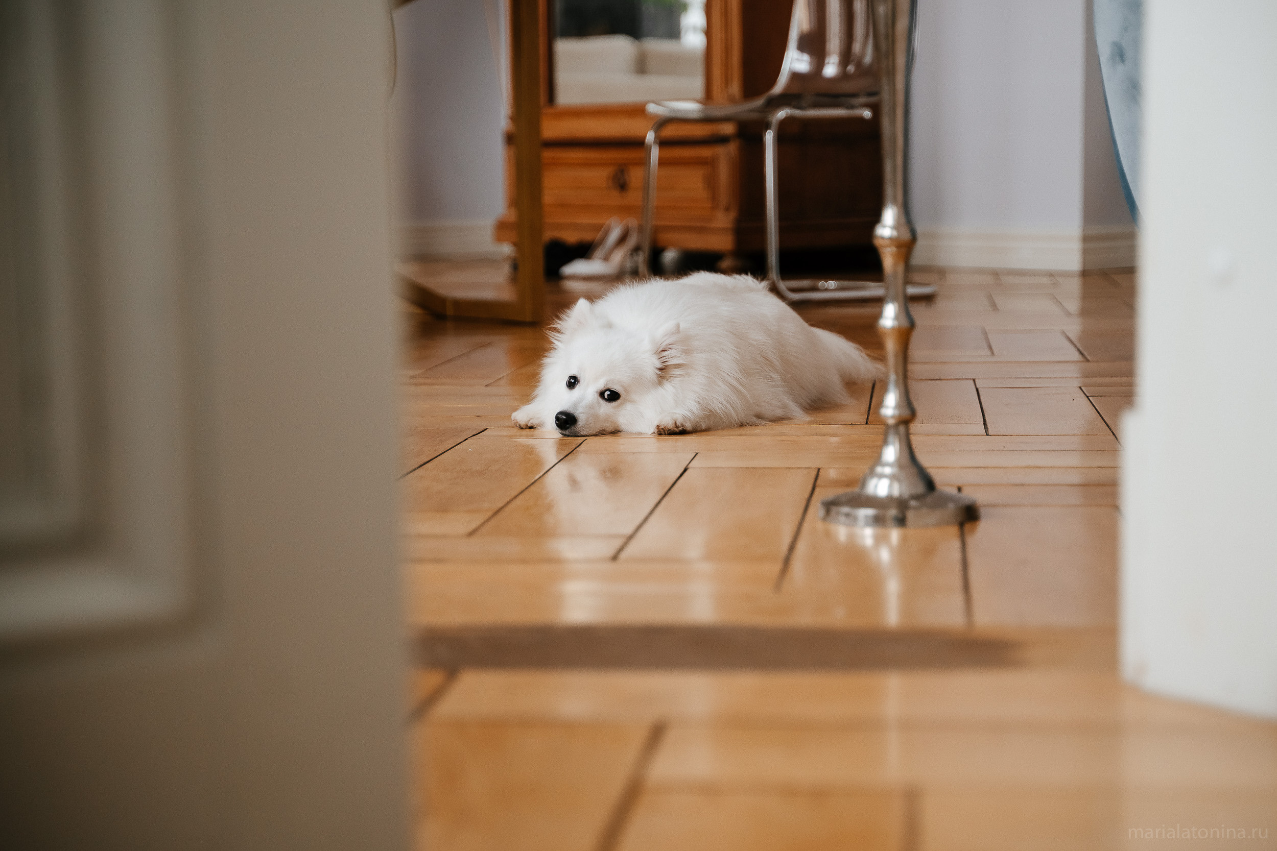 Свадьба зимой в Петербурге