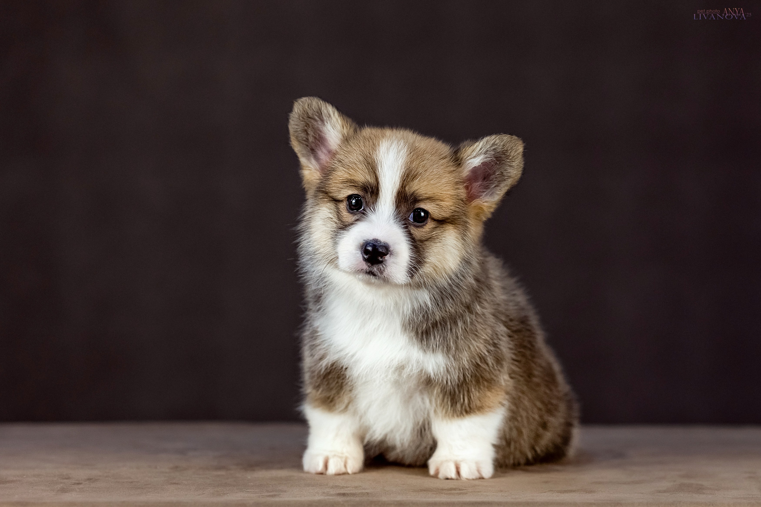 Коржики. Фотограф анималист Аня Ливанова | Рыбинск