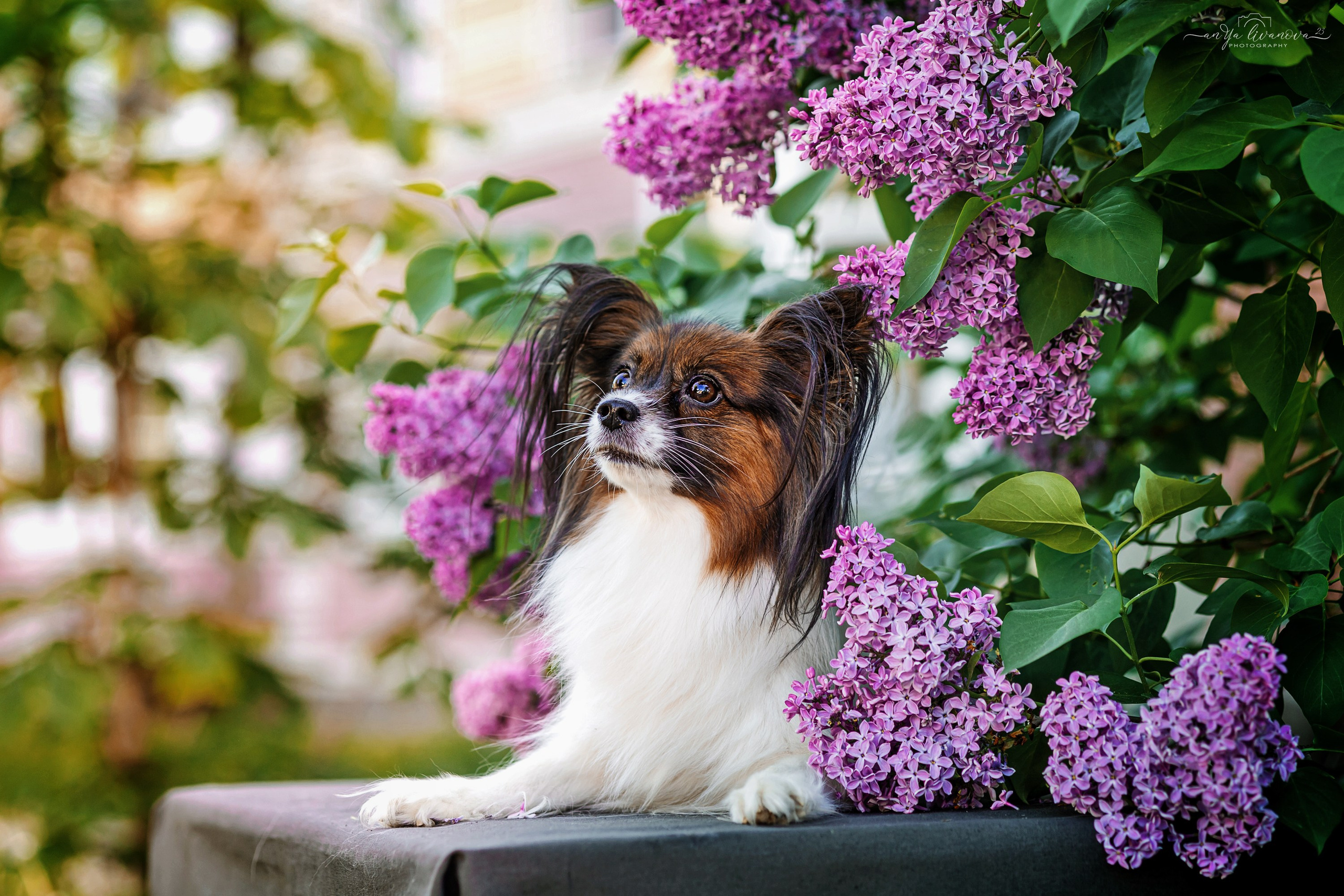 Сирень. Фотограф анималист Аня Ливанова | Рыбинск