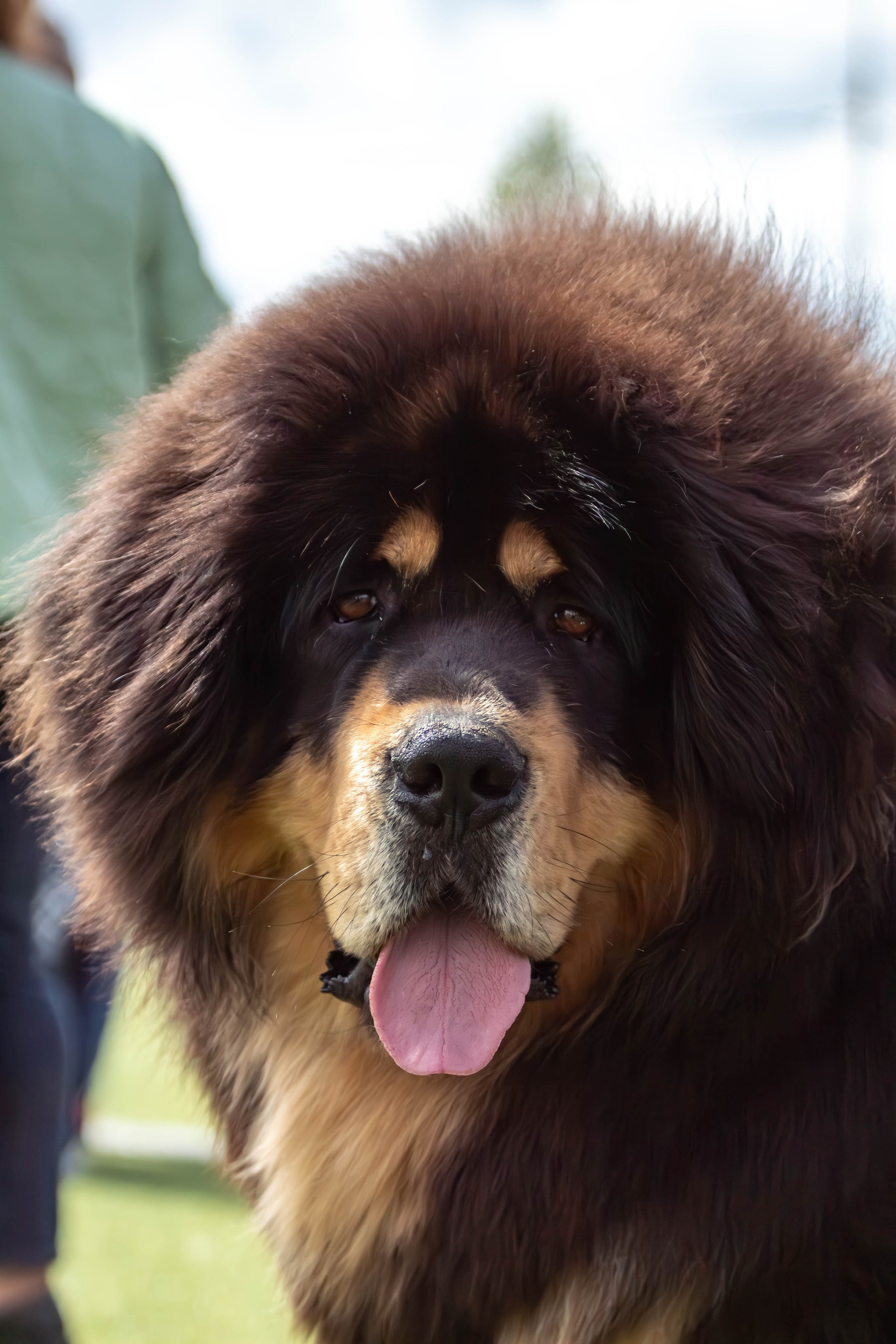 Тибетский мастиф фотографии 