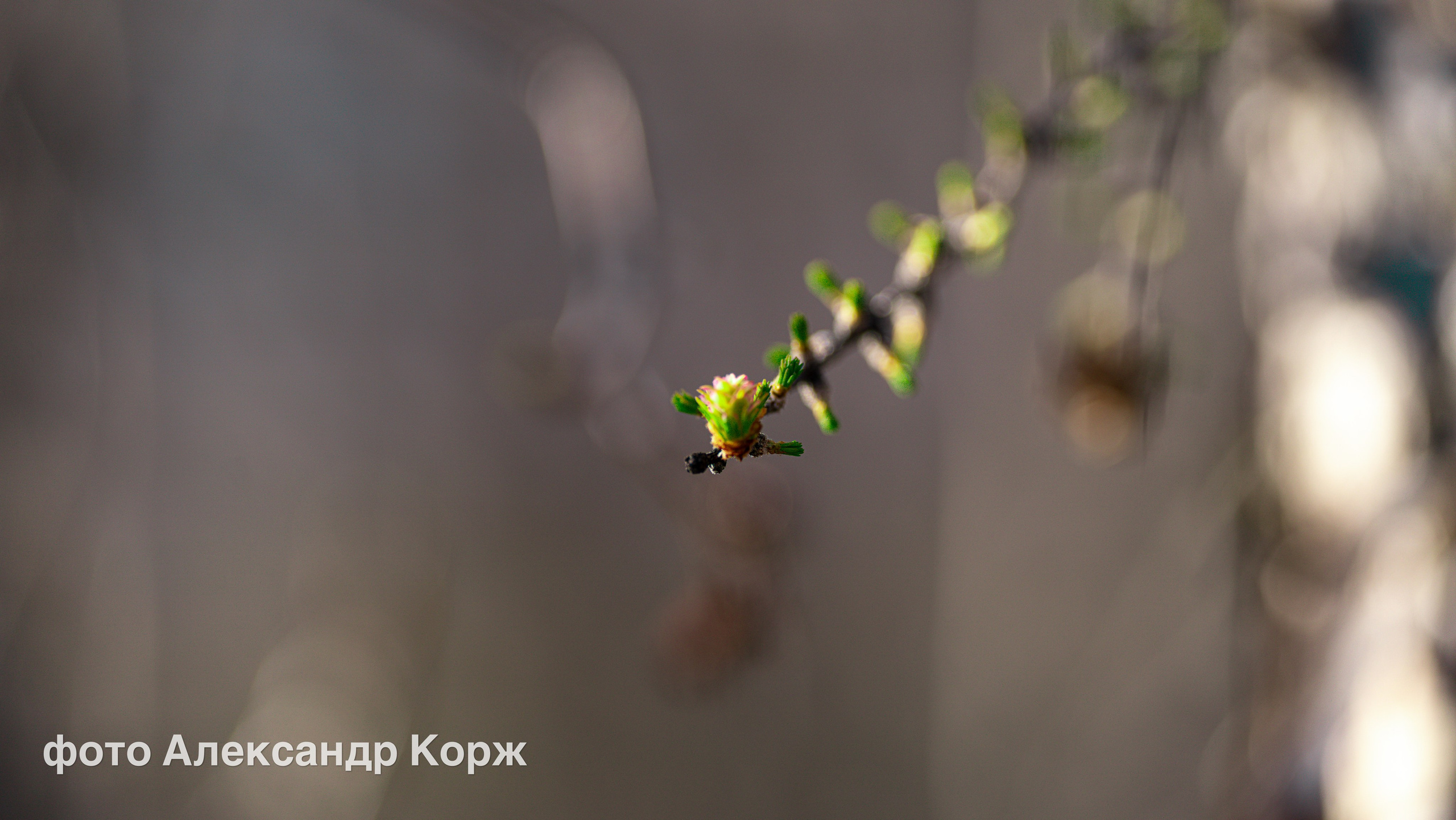 Животные. Фотографии и видеосъемка, Айхал, Удачный, Якутия. Фотографии Айхал