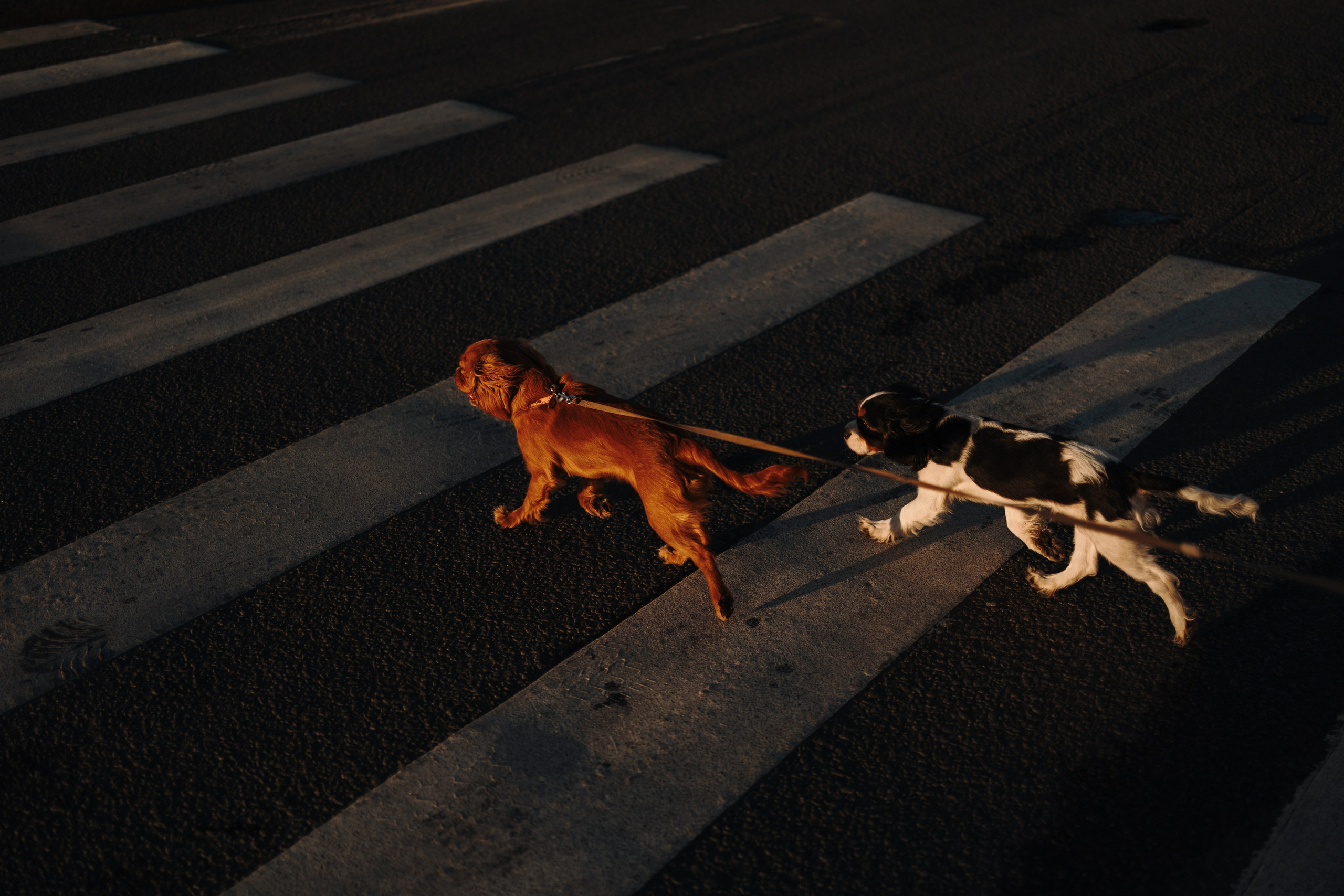 Аня, Стеша и Степан. Фотограф — Анималист | Санкт-Петербург