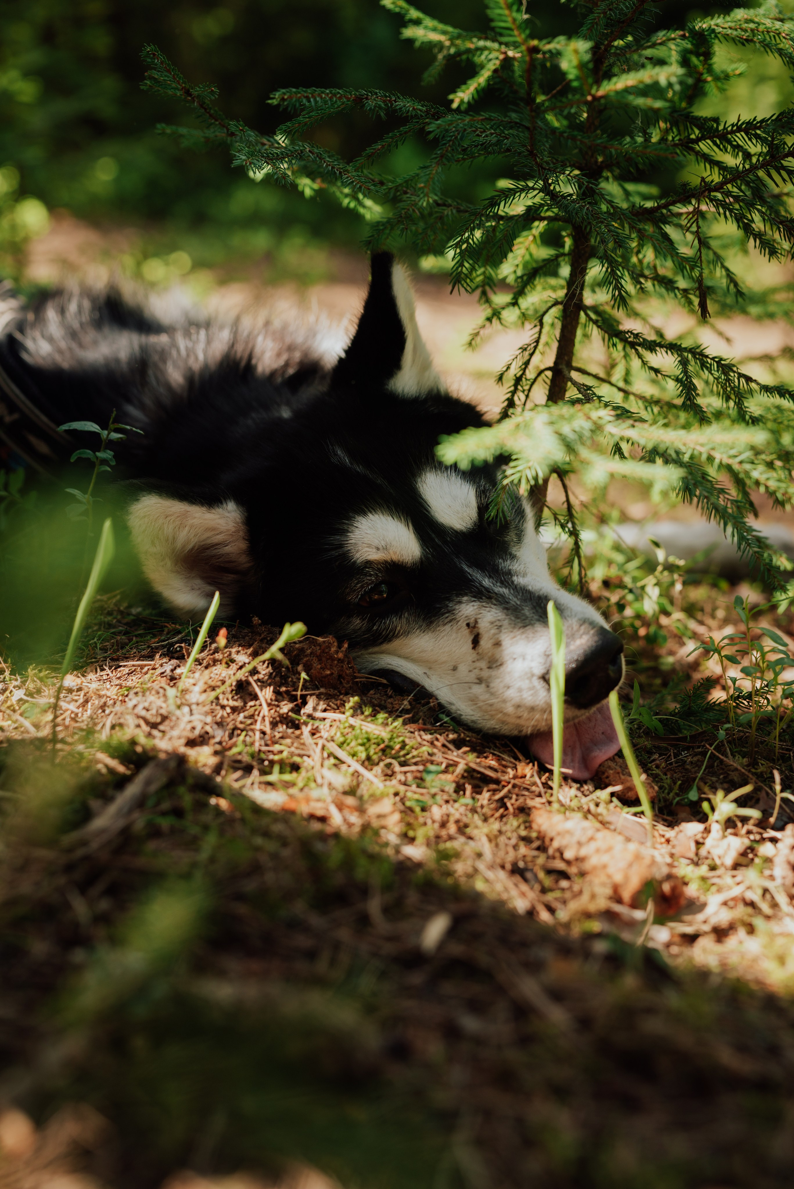 Догтрекинг. Фотограф в Санкт-Петербурге и Ленинградской области