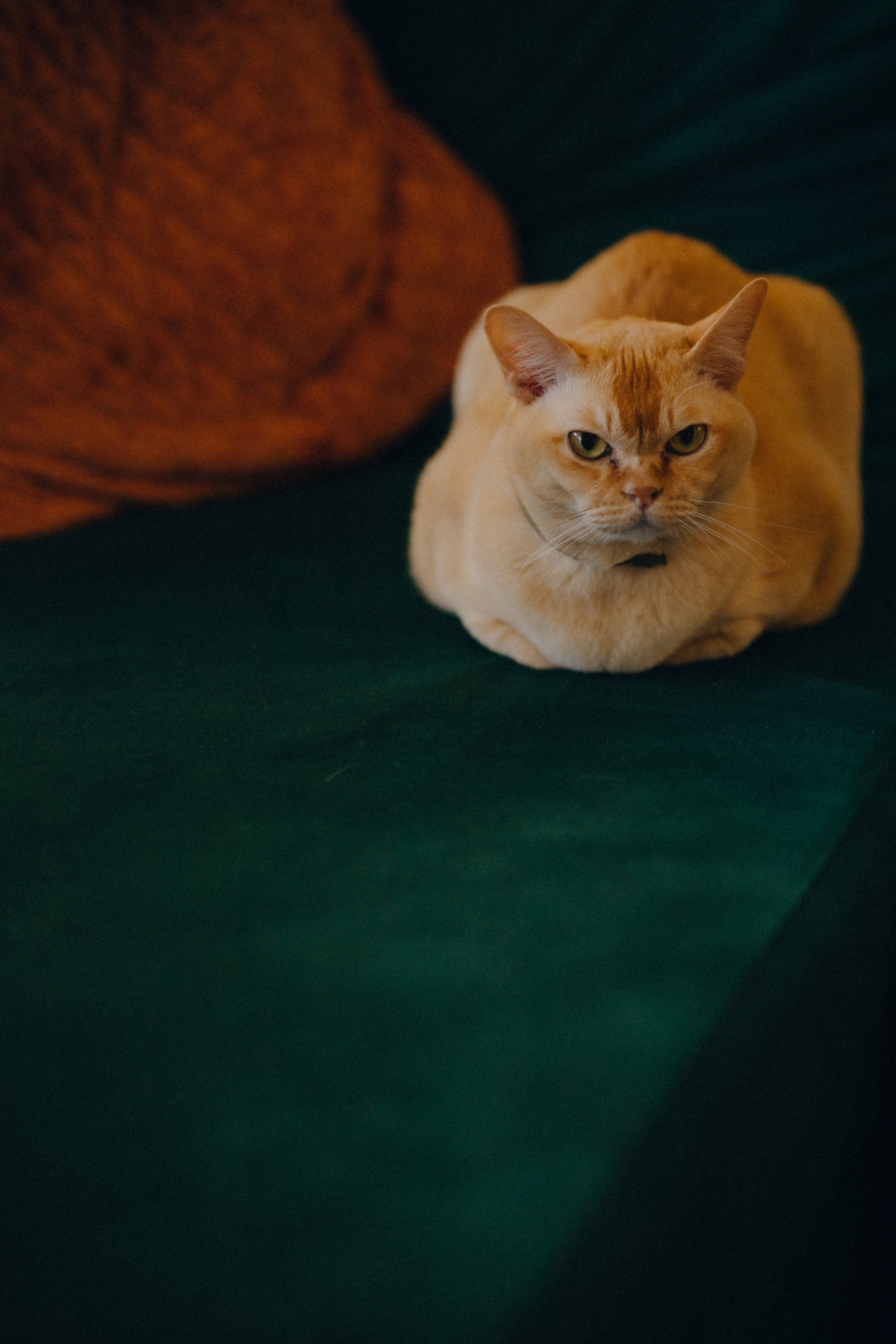 Анонс со свадьбы Надежды и Руслана. Свадебный фотограф Москва и другие города