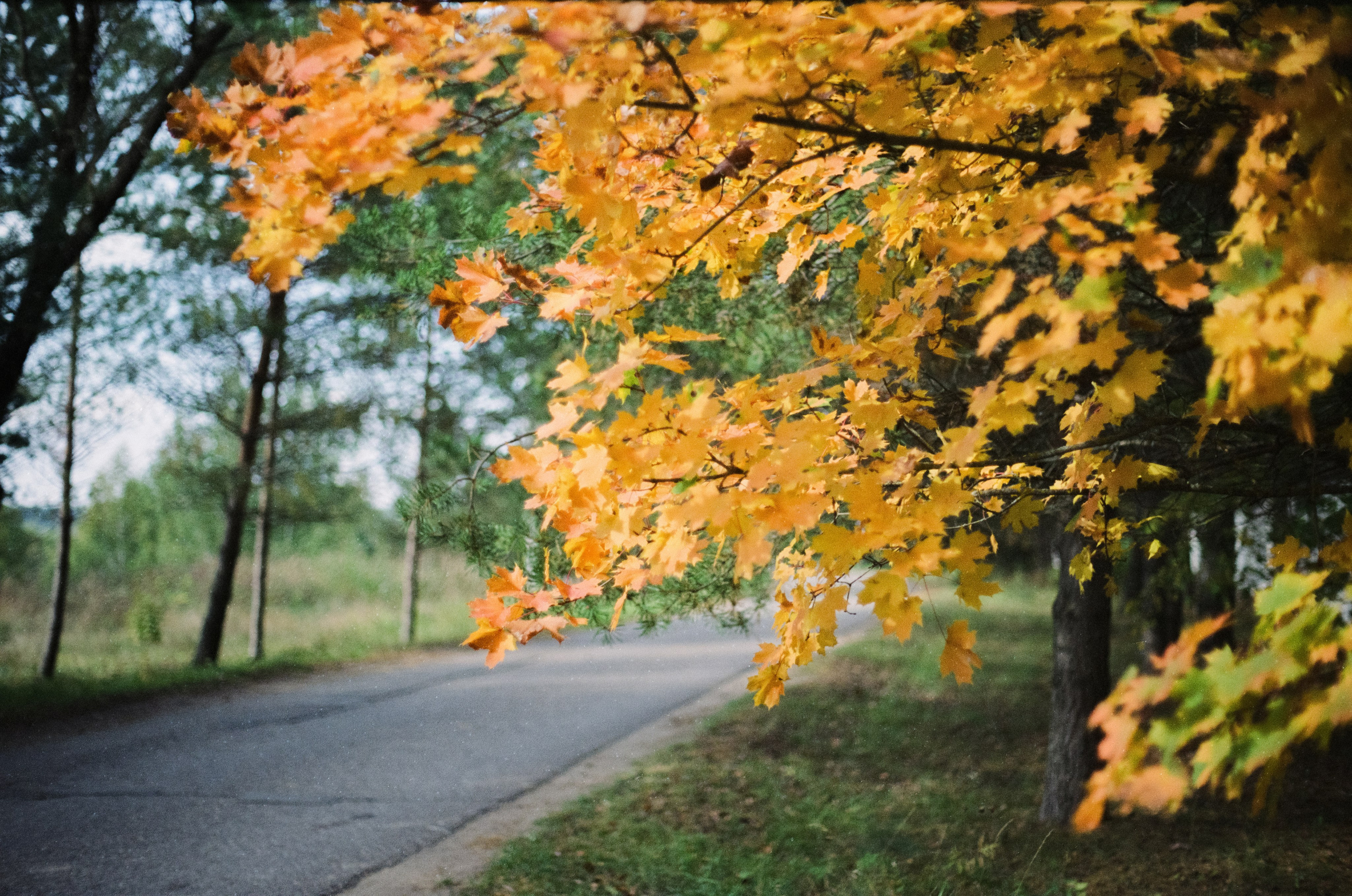 Cosina CT-1 — SMC Pentax-M 50 mm f/1.4 | Fujifilm Reala 100 | Сентябрь 2026 г
