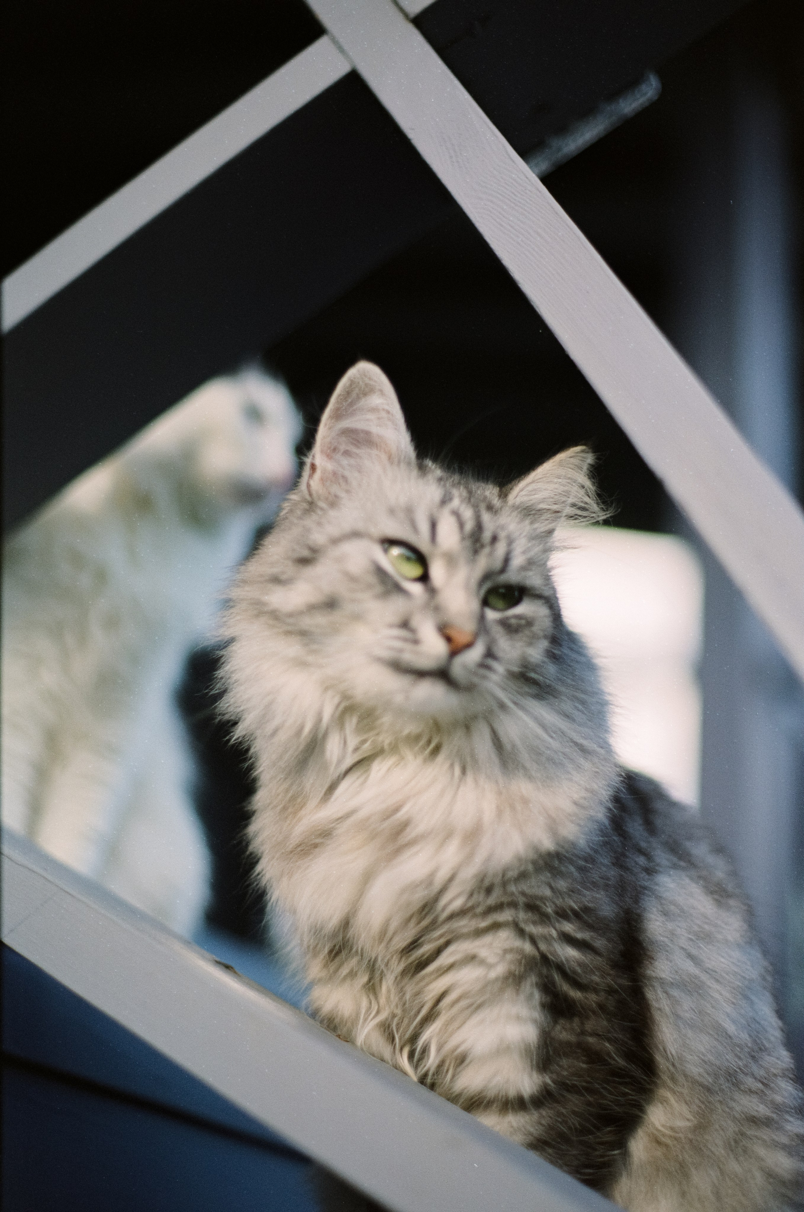 Cosina CT-1 — SMC Pentax-M 50 mm f/1.4 | Fujifilm Reala 100 | Сентябрь 2026 г