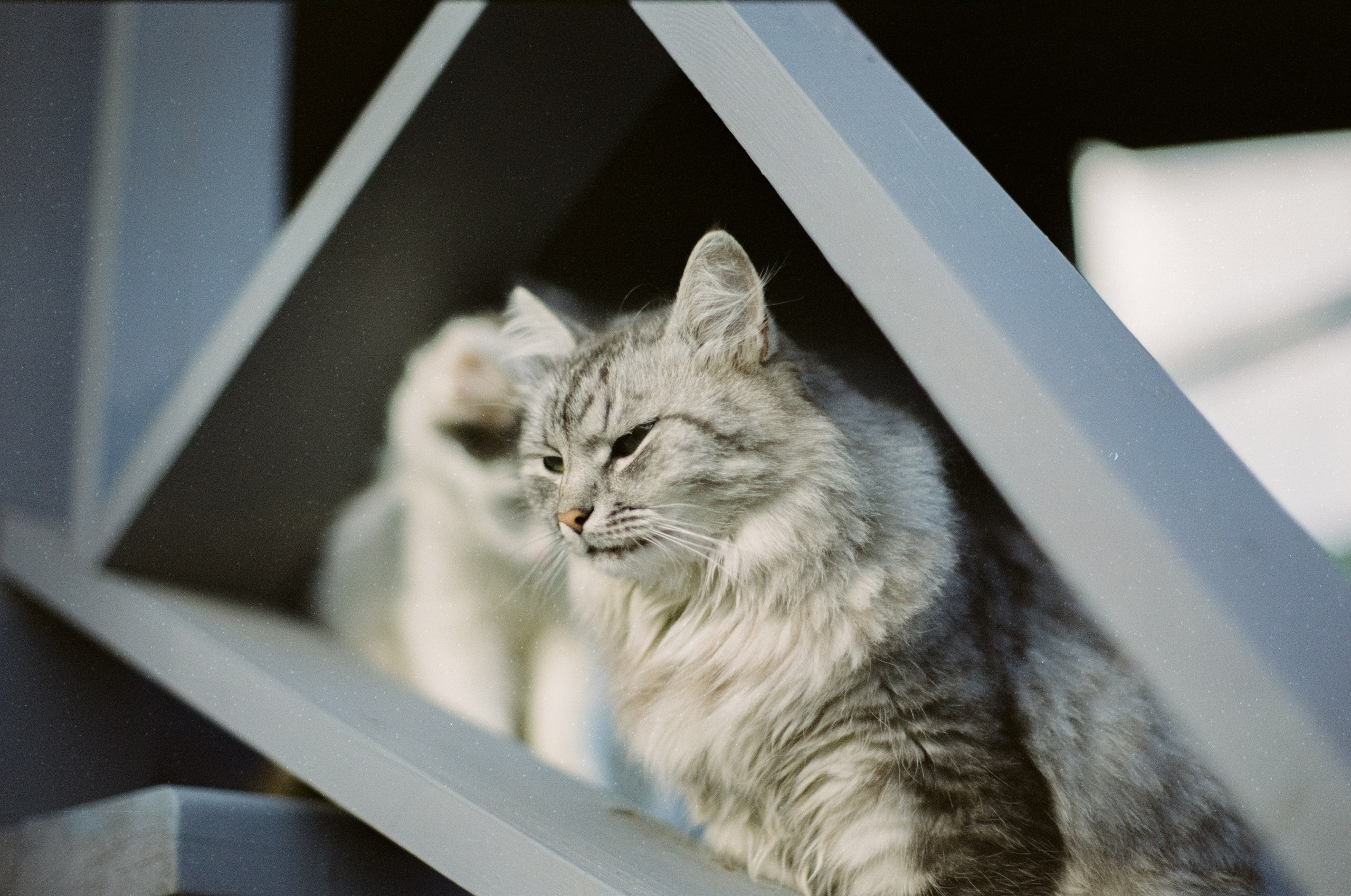 Cosina CT-1 — SMC Pentax-M 50 mm f/1.4 | Fujifilm Reala 100 | Сентябрь 2026 г
