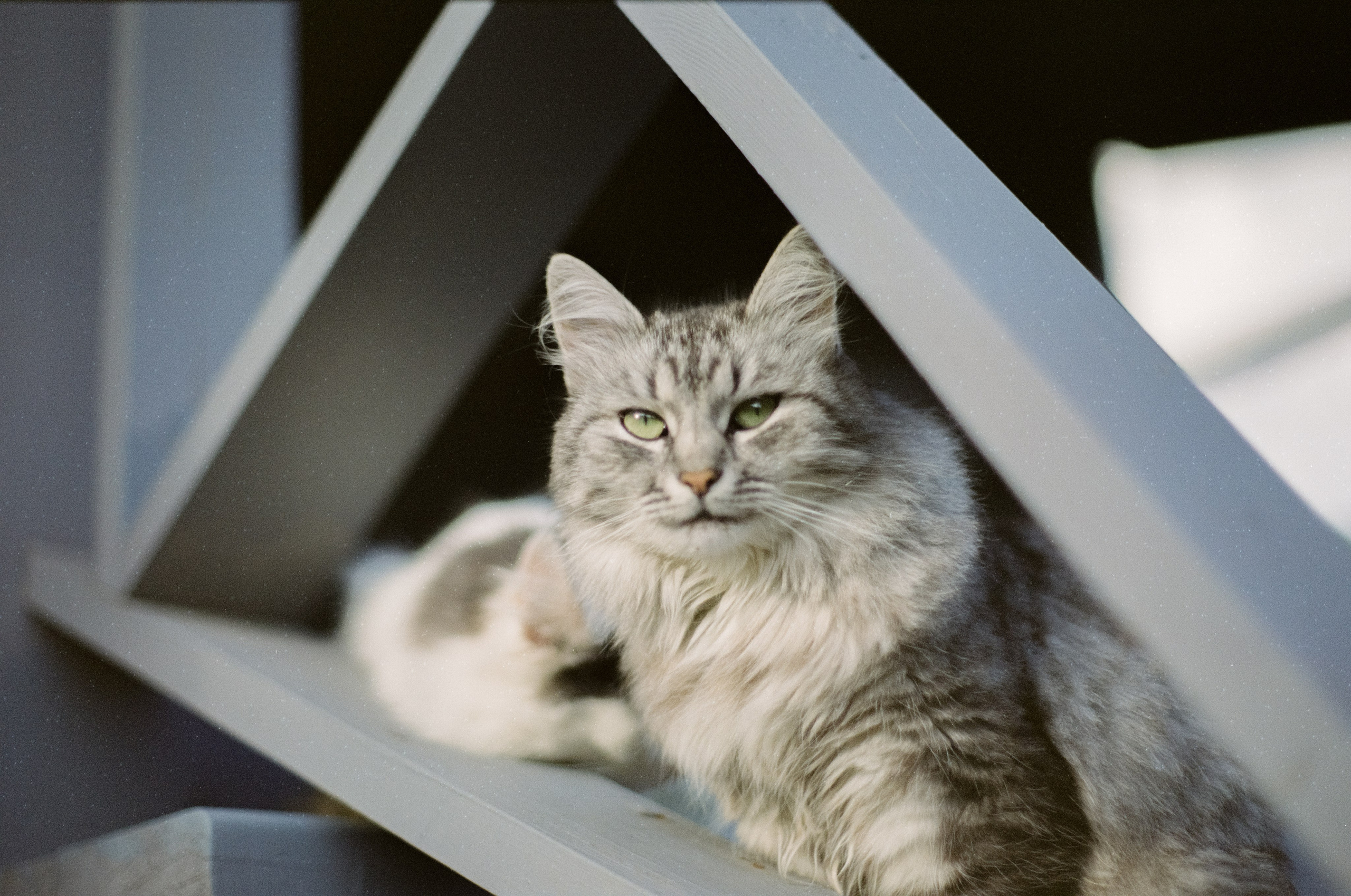 Cosina CT-1 — SMC Pentax-M 50 mm f/1.4 | Fujifilm Reala 100 | Сентябрь 2026 г