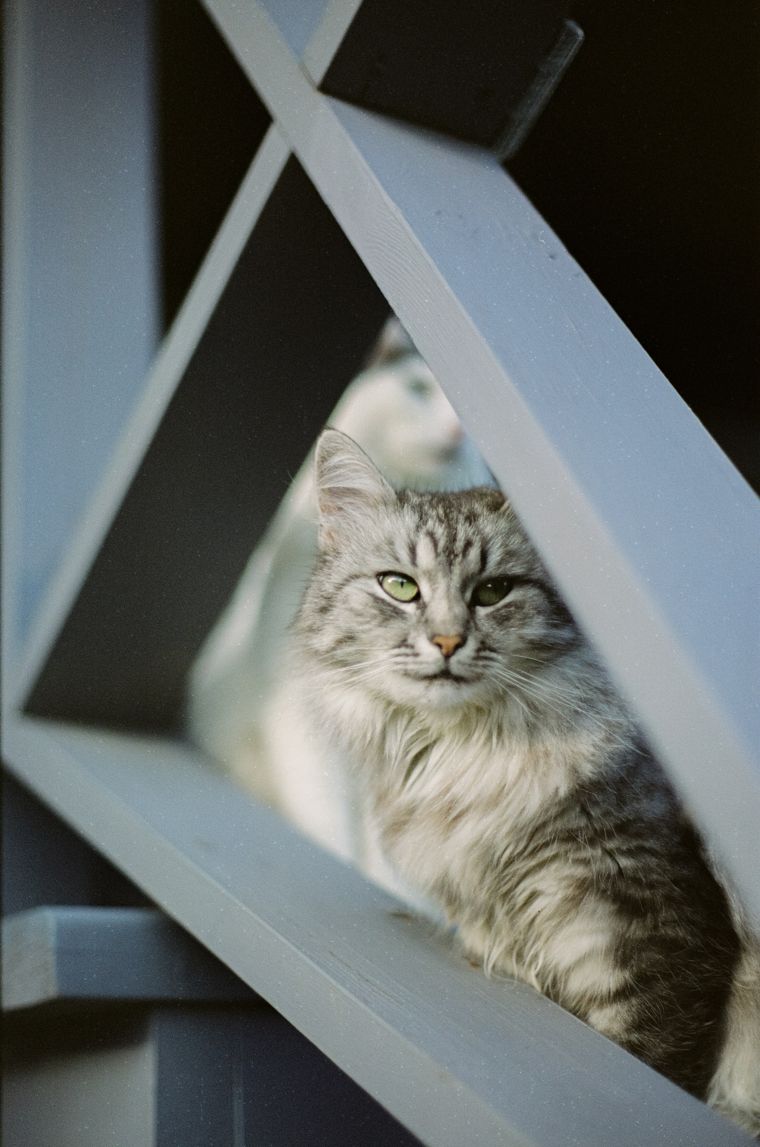 Cosina CT-1 — SMC Pentax-M 50 mm f/1.4 | Fujifilm Reala 100 | Сентябрь 2026 г