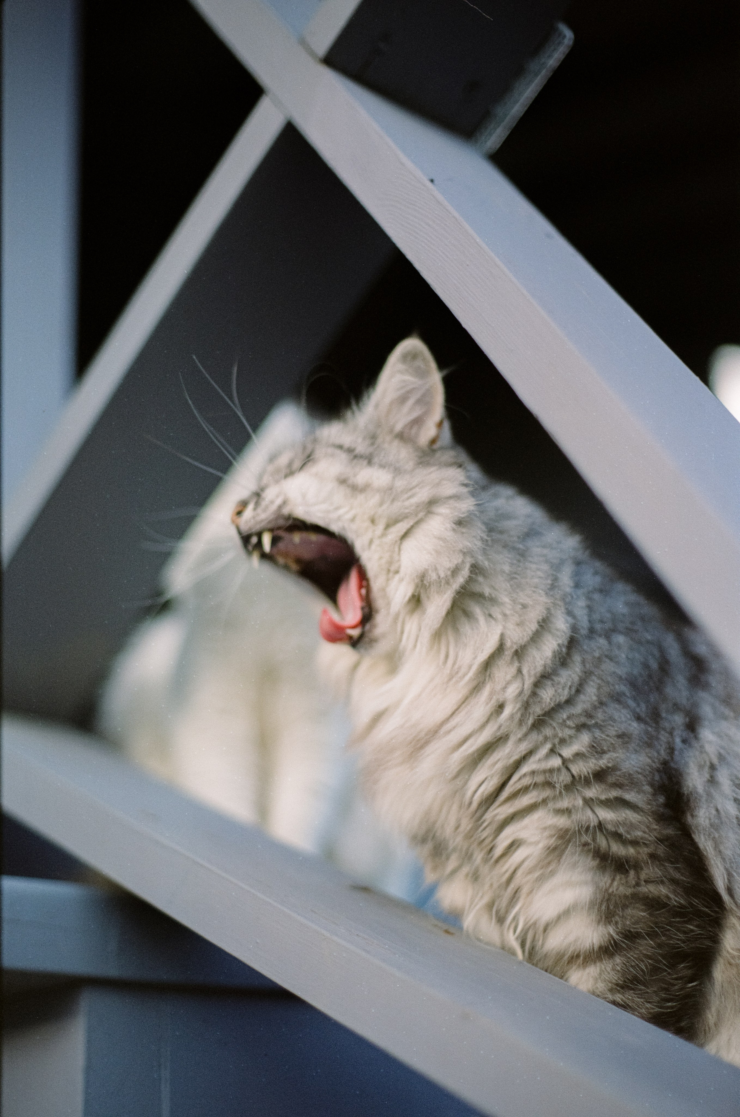 Cosina CT-1 — SMC Pentax-M 50 mm f/1.4 | Fujifilm Reala 100 | Сентябрь 2026 г