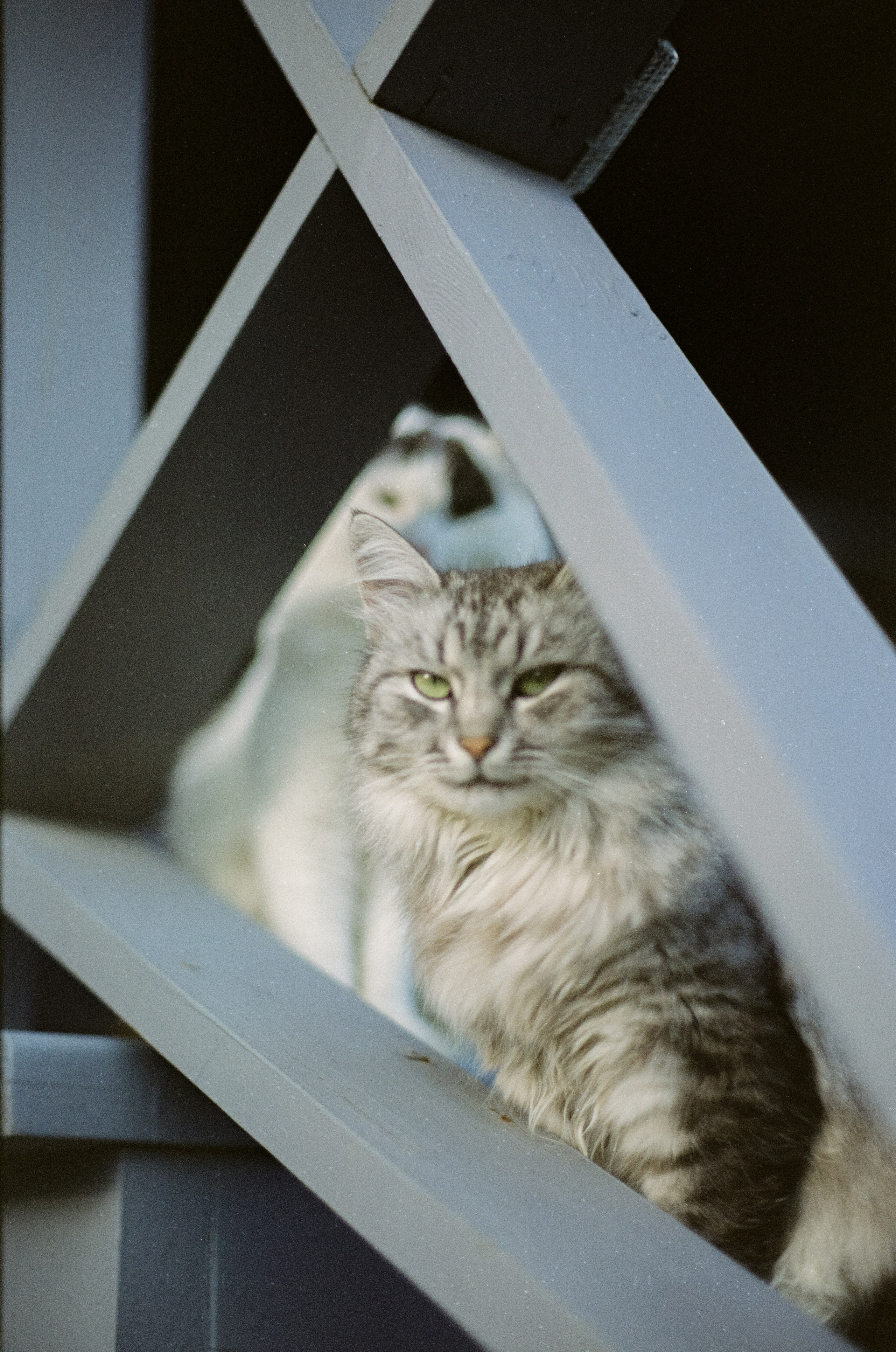Cosina CT-1 — SMC Pentax-M 50 mm f/1.4 | Fujifilm Reala 100 | Сентябрь 2026 г