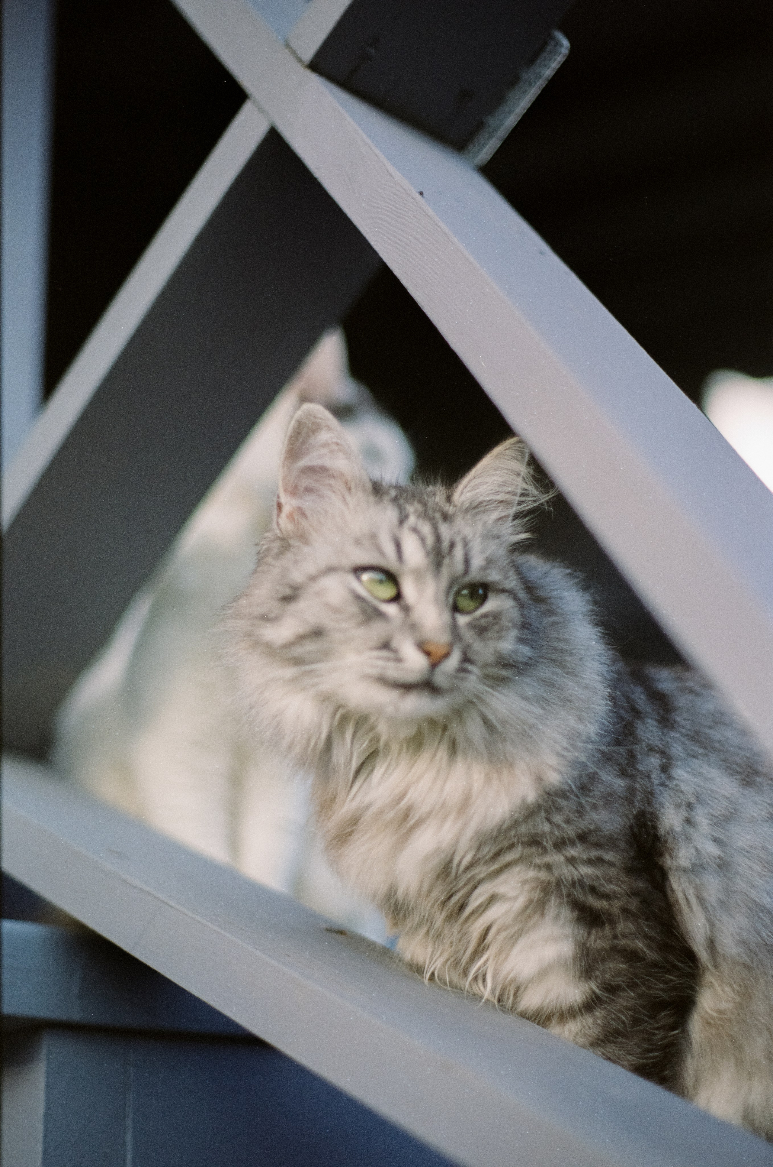 Cosina CT-1 — SMC Pentax-M 50 mm f/1.4 | Fujifilm Reala 100 | Сентябрь 2026 г