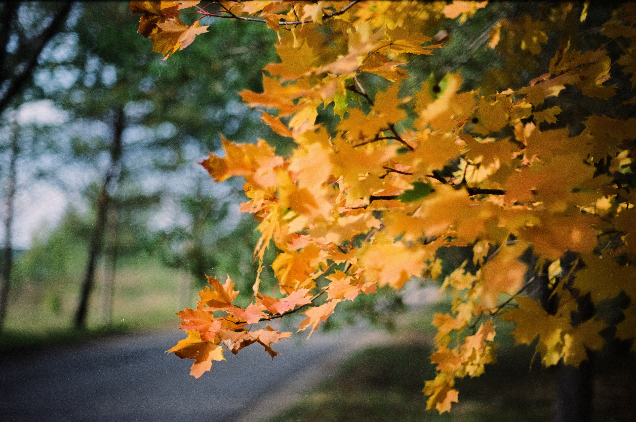 Cosina CT-1 — SMC Pentax-M 50 mm f/1.4 | Fujifilm Reala 100 | Сентябрь 2026 г