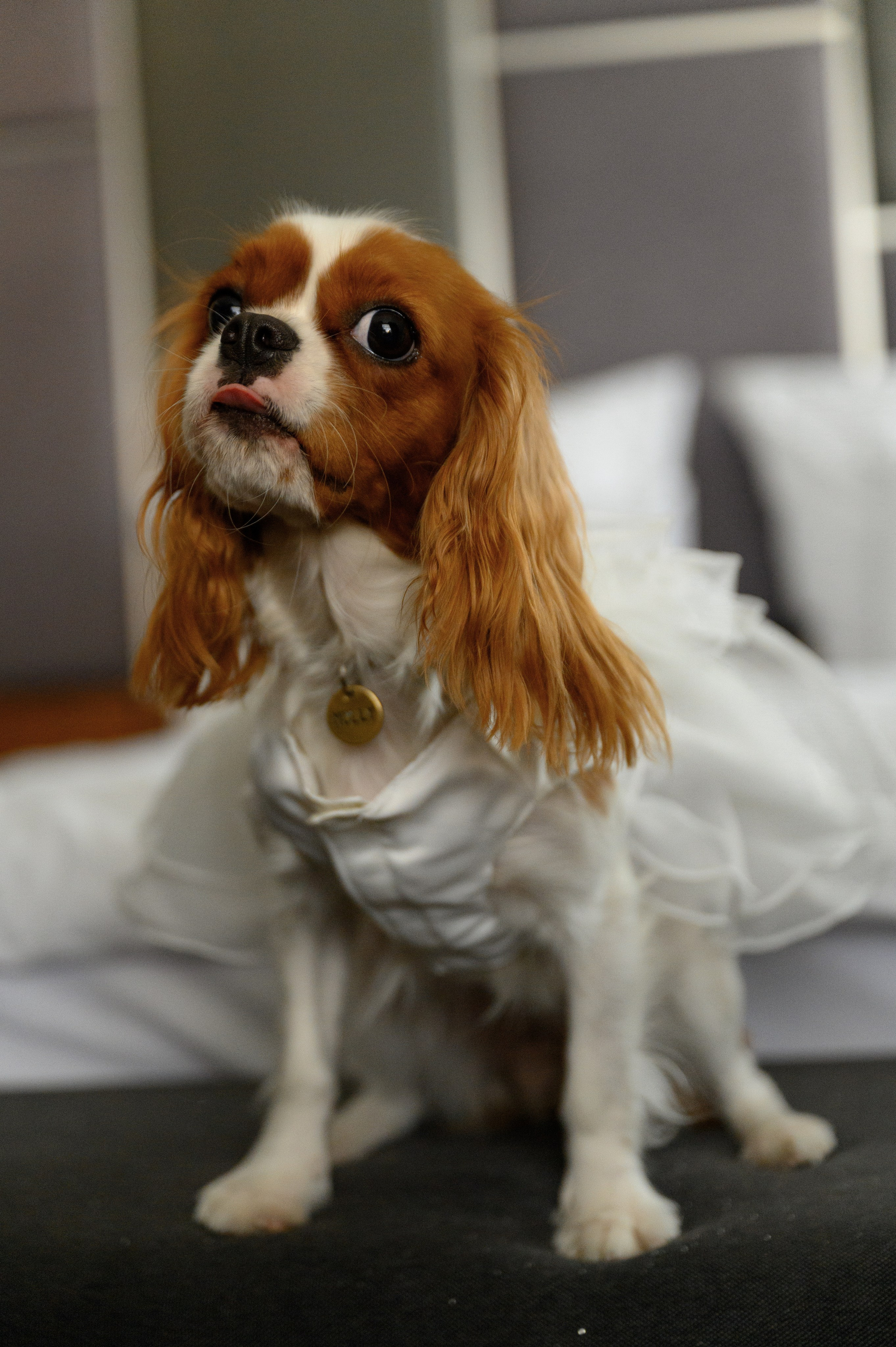 Алексей и Анастасия. Свадебный фотограф и видеограф