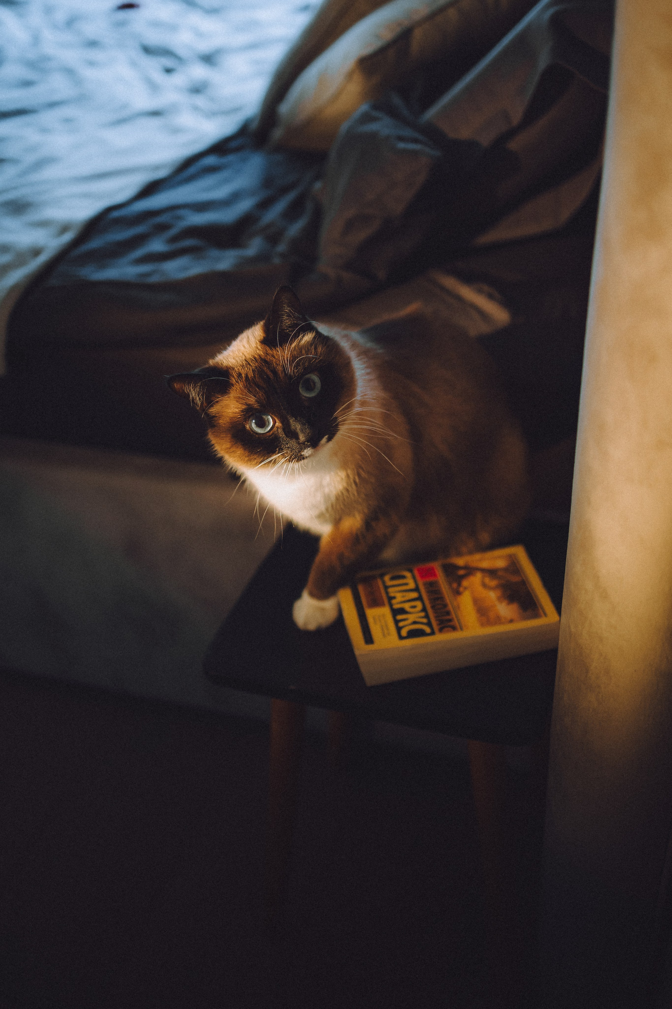 Наташа, Маруся и Зефир