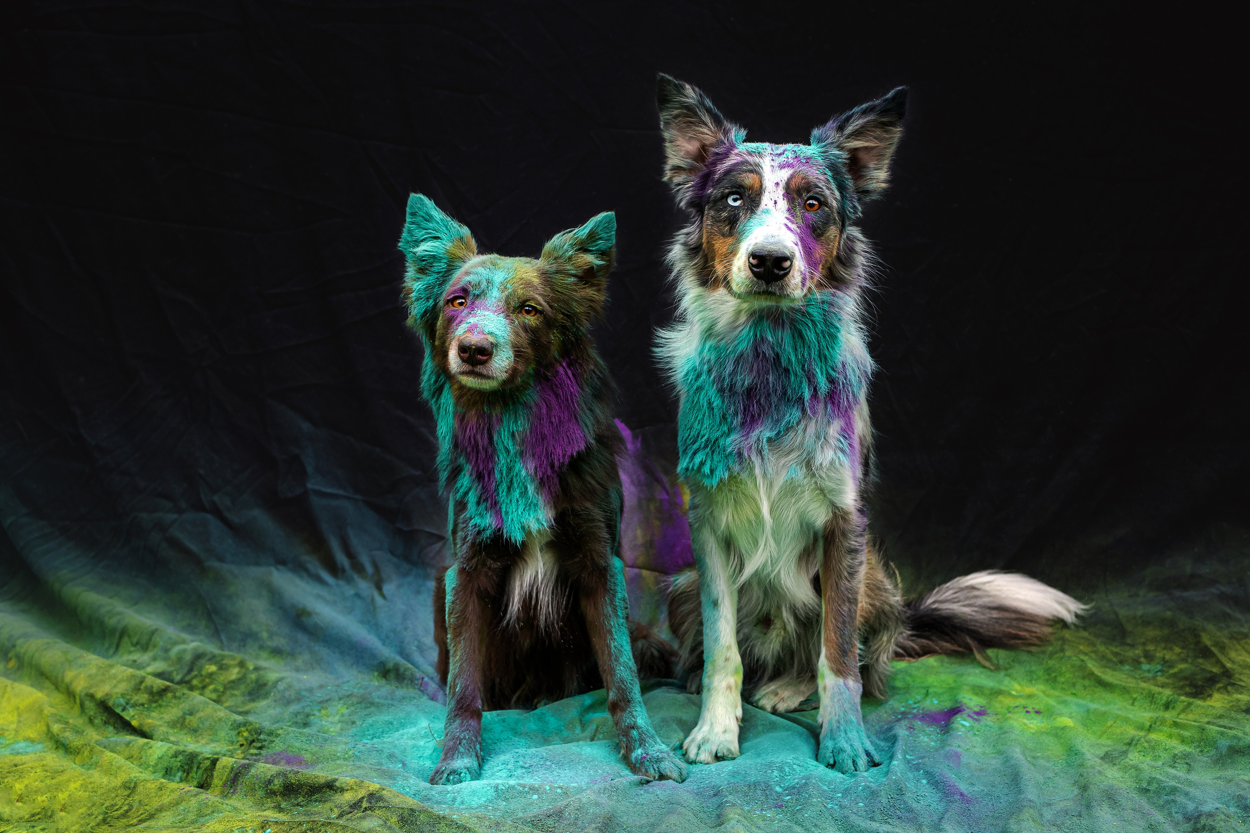 Пиксель и Зола