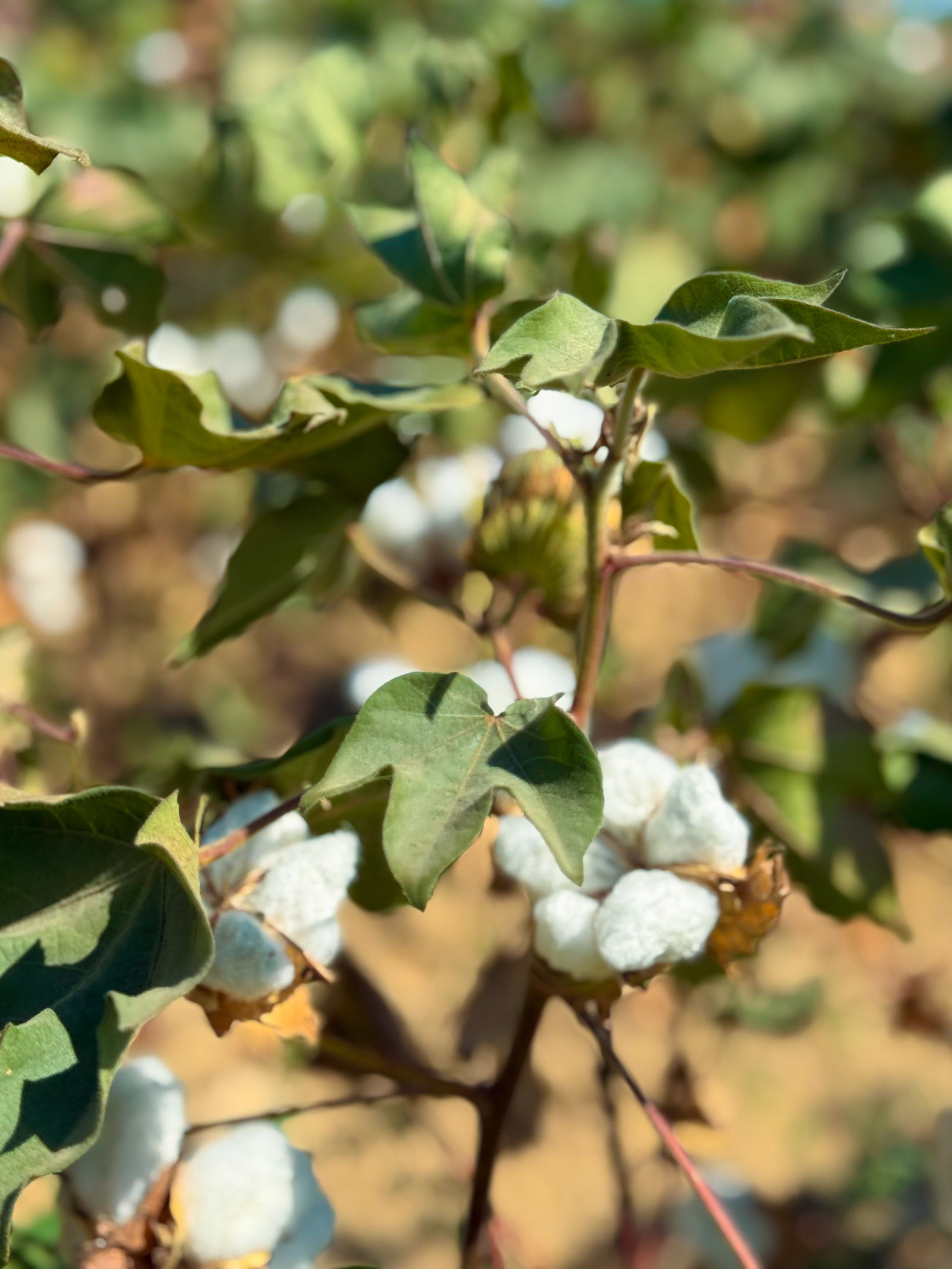 Портфолио. Мария Чашина. Семейный и детский фотограф г. Москва