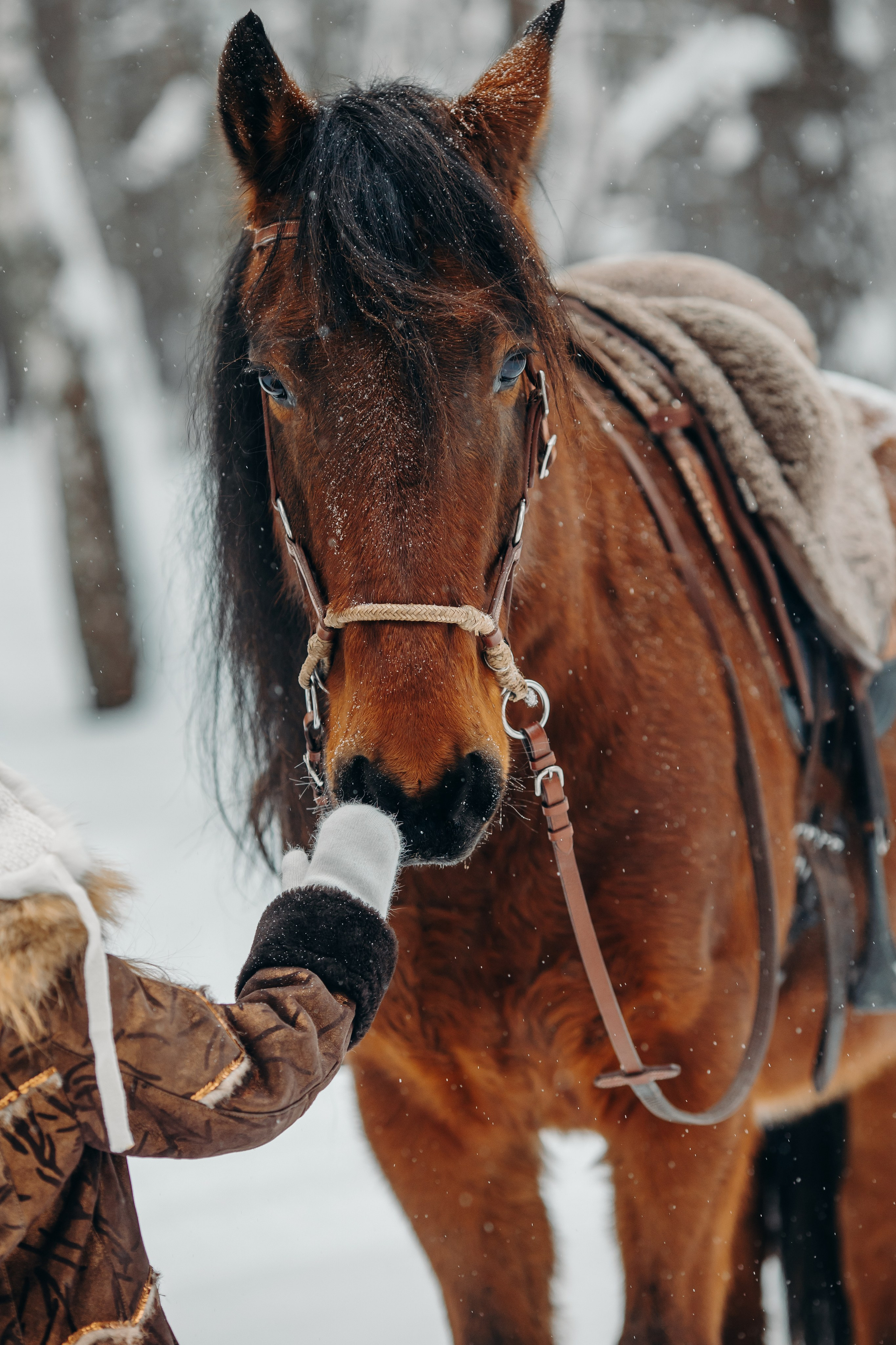 Тоша и баранки. Анна Молчанова конный фотограф в Тюмени | фотосессии с лошадьми Тюмень