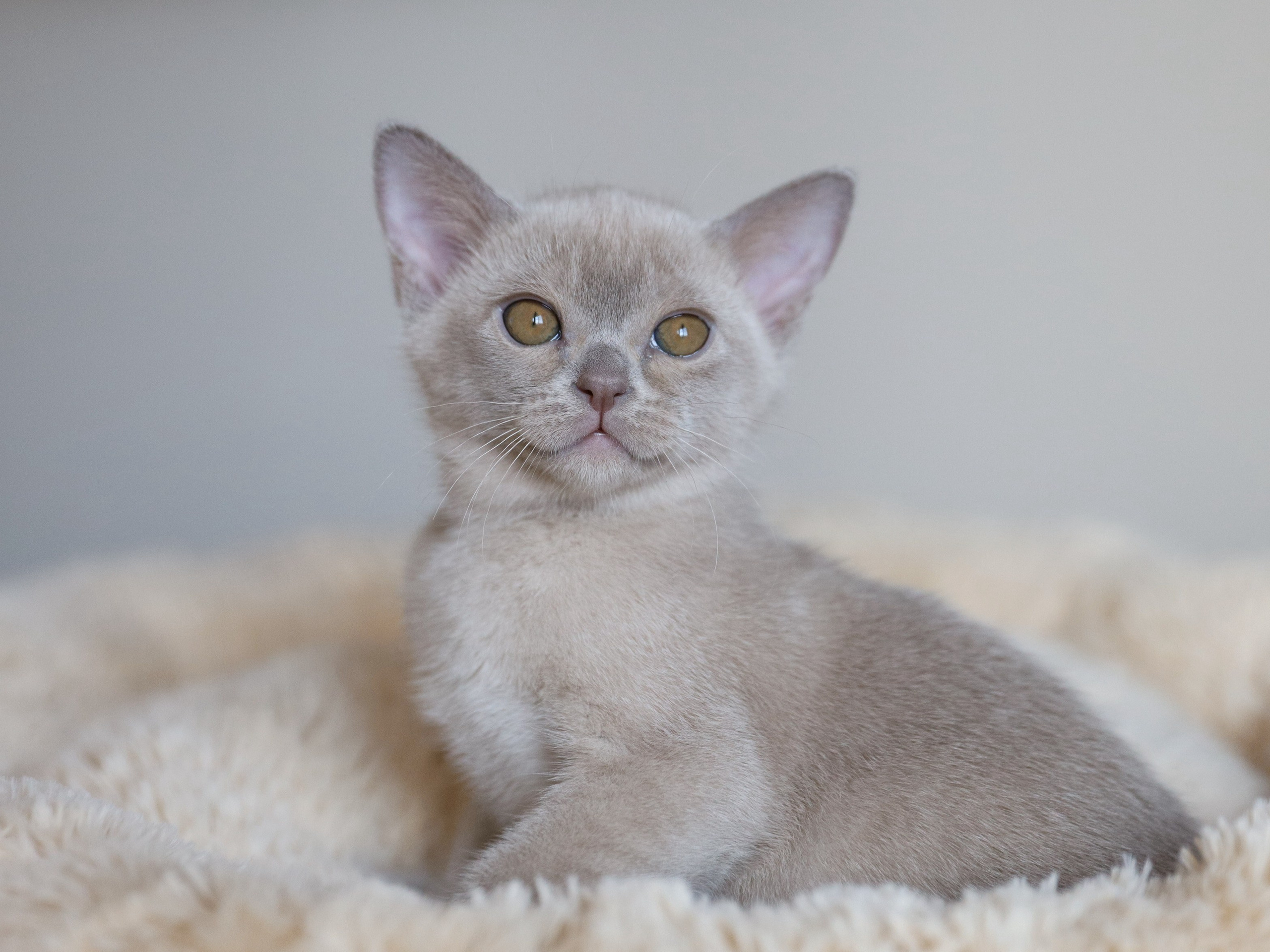 Chester. Cattery “Bouncy Life”